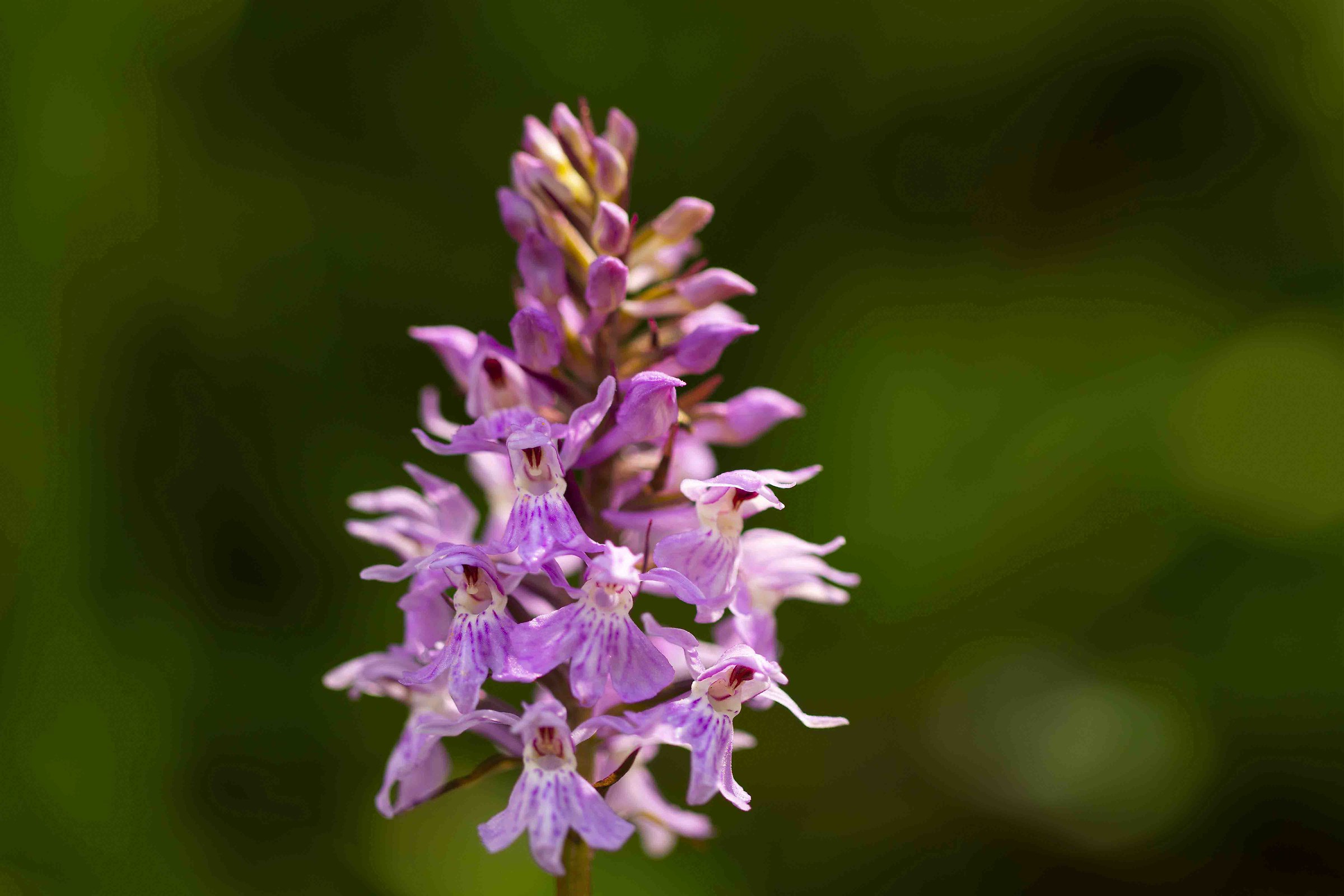 Orchidea comune di montagna