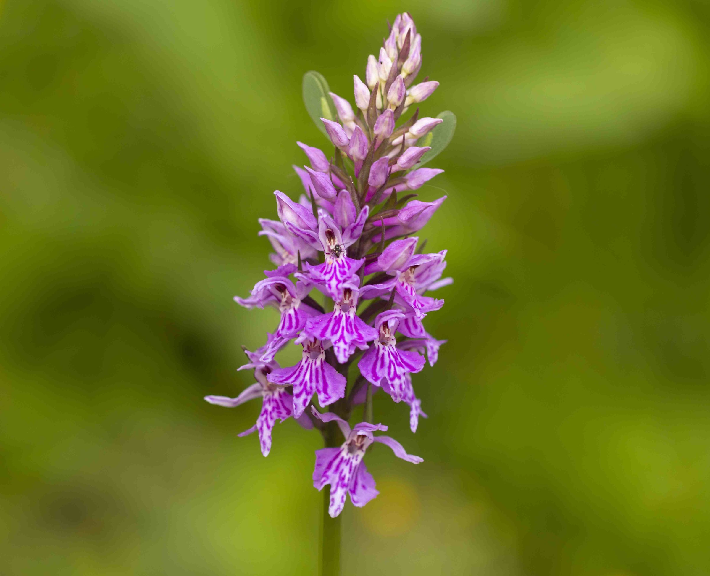 Common Mountain Orchid