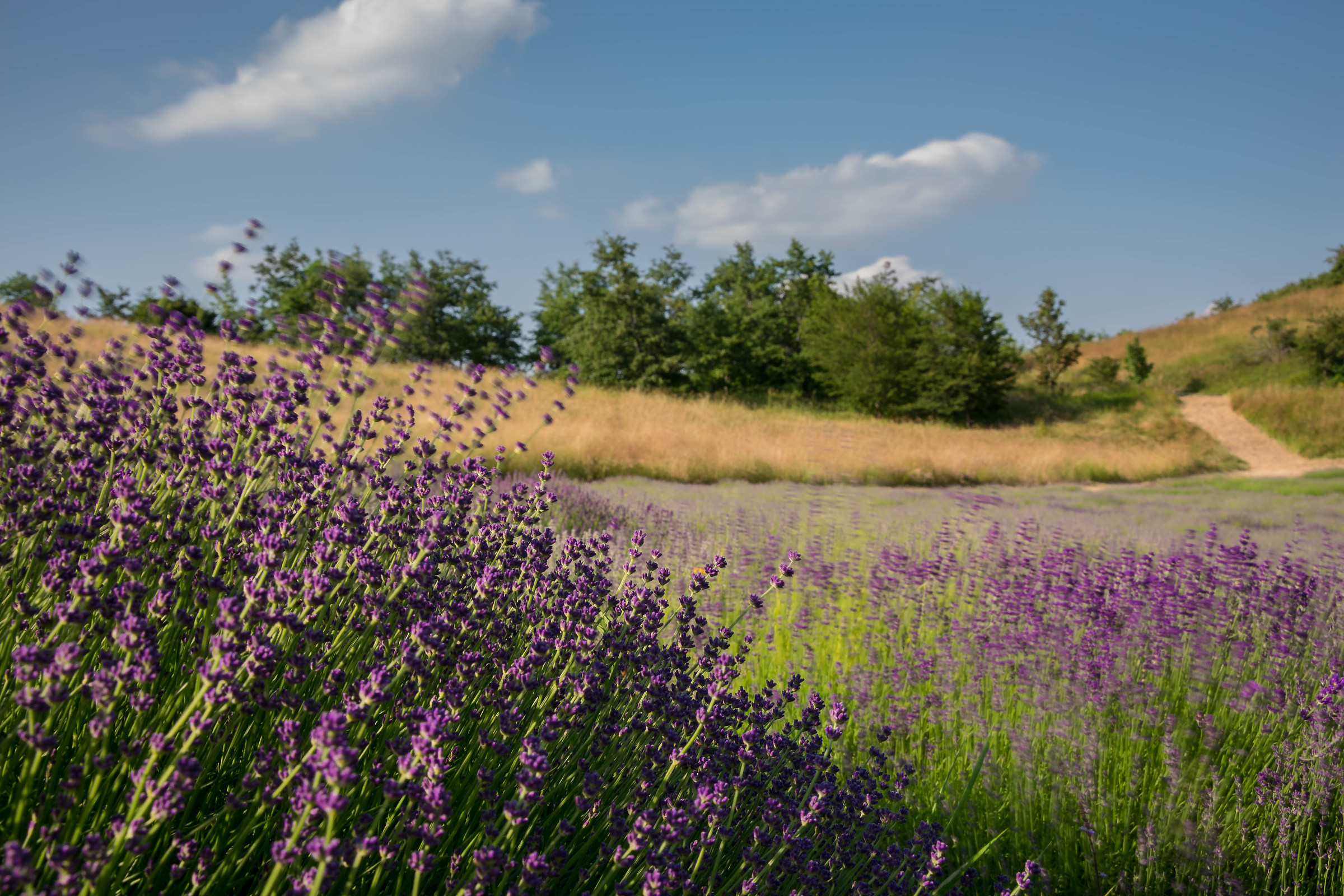 Vento di lavanda