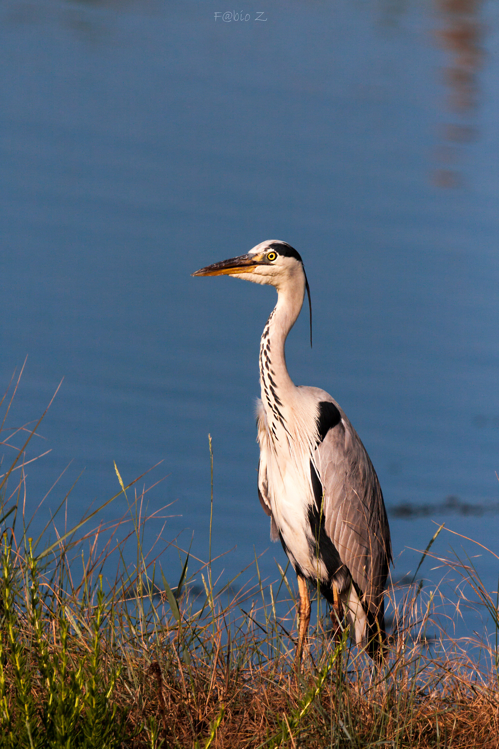 Wildlife portrait