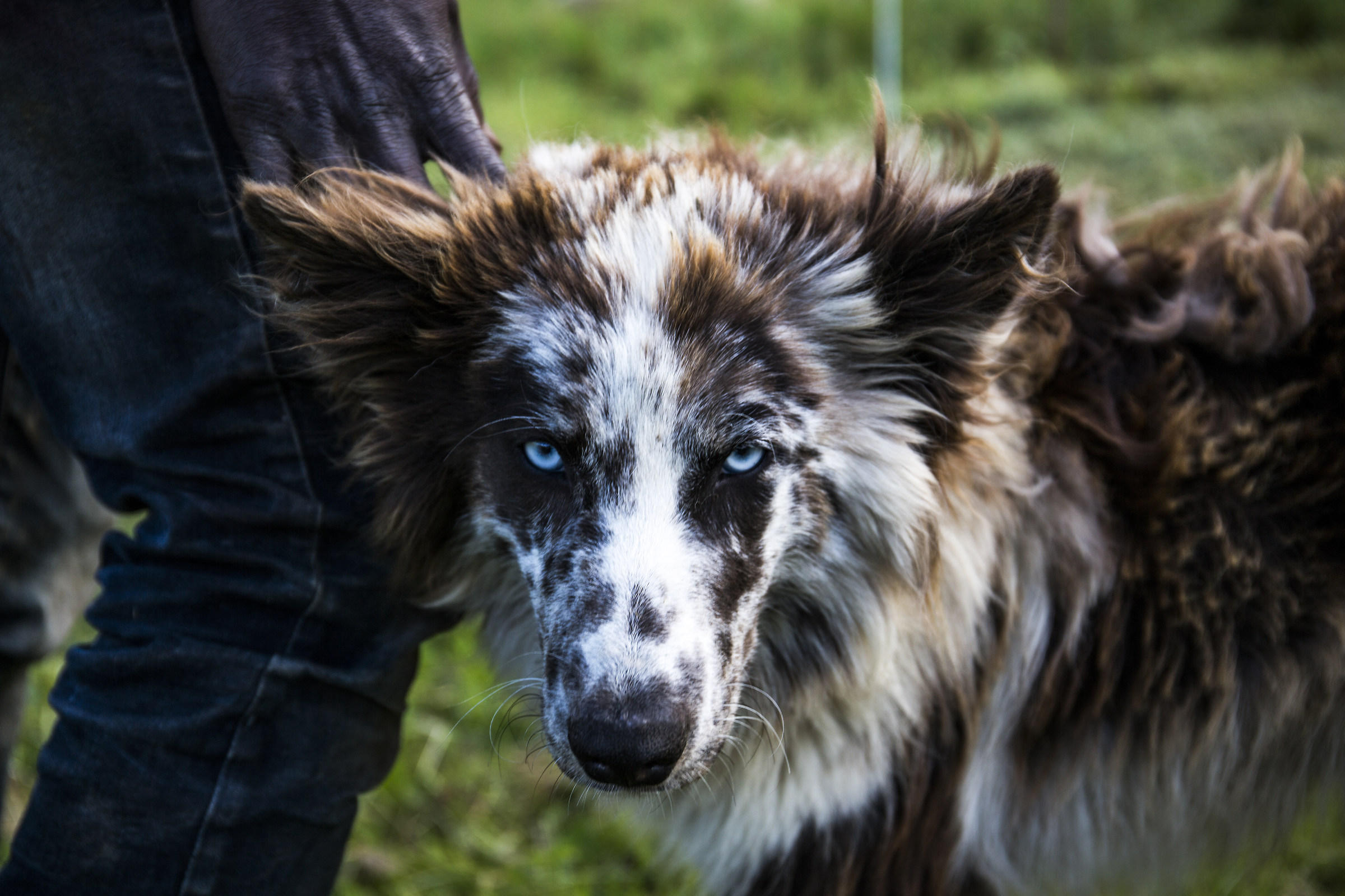 Australian Shepherd Eyes