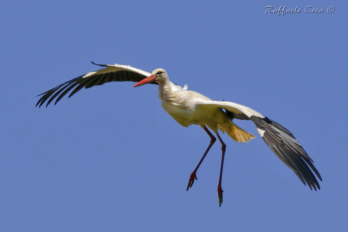 Cicopgna: Arrival at the nest