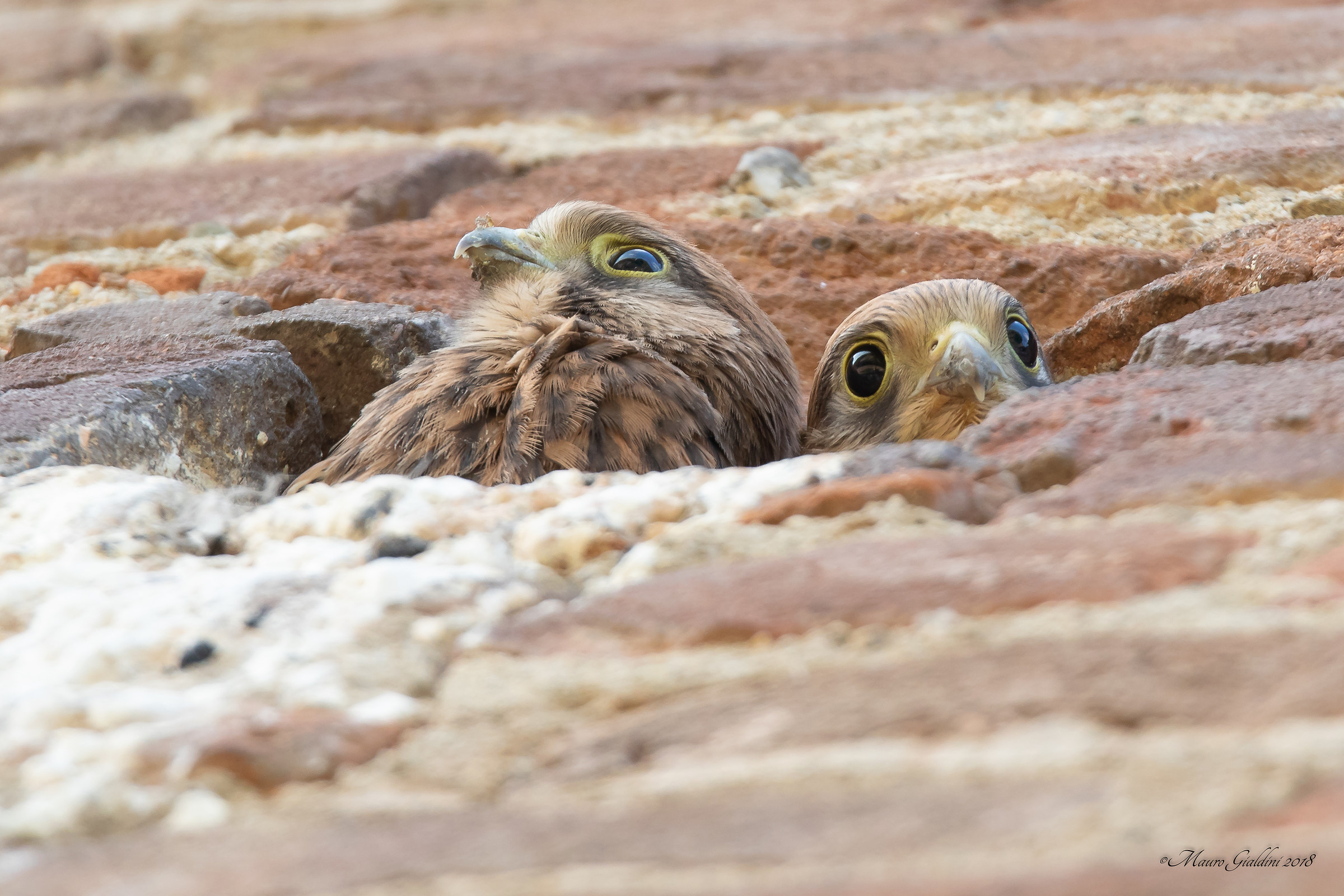 Young Kestrels
