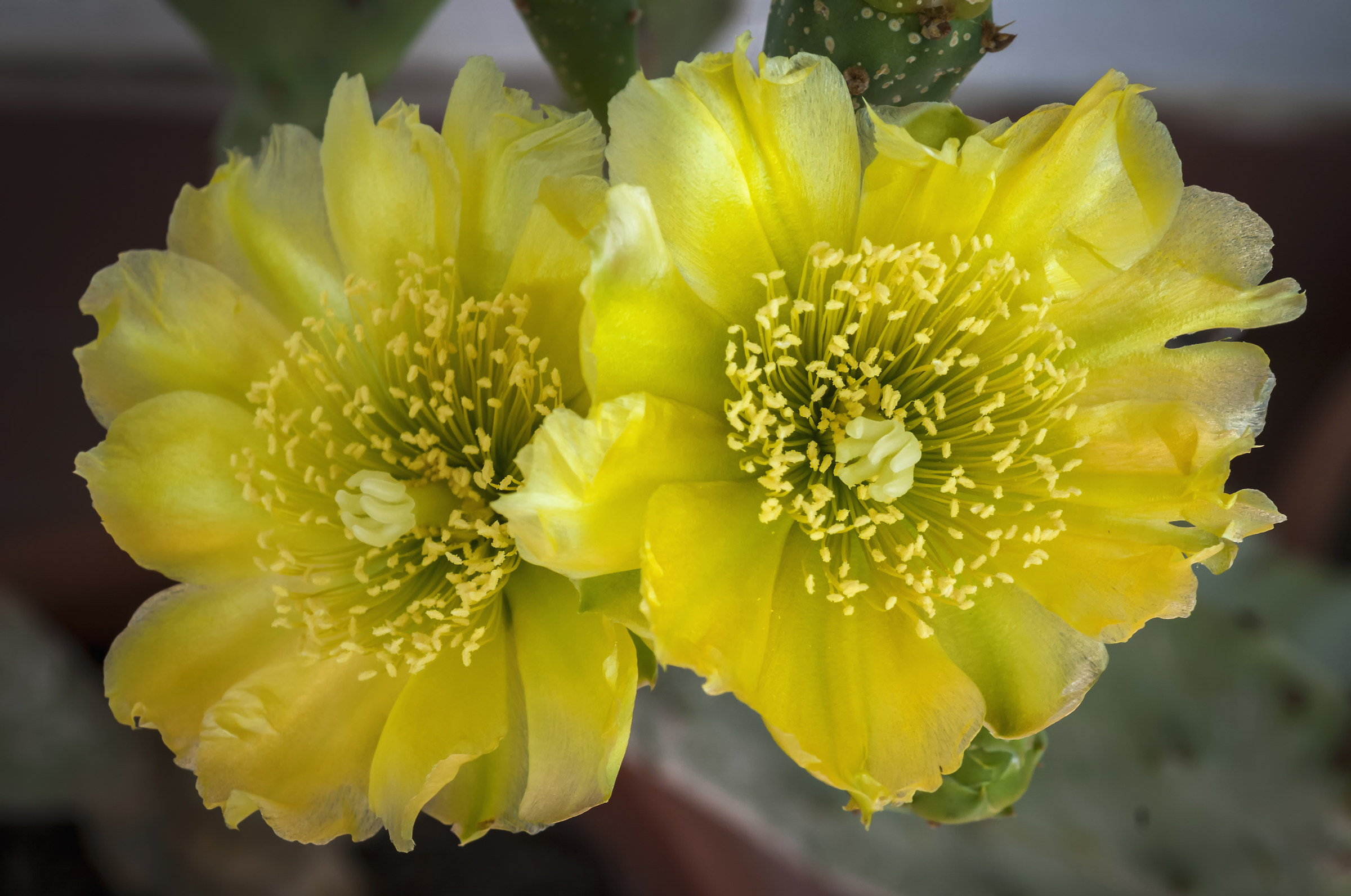 I fiori del nostro cacatus
