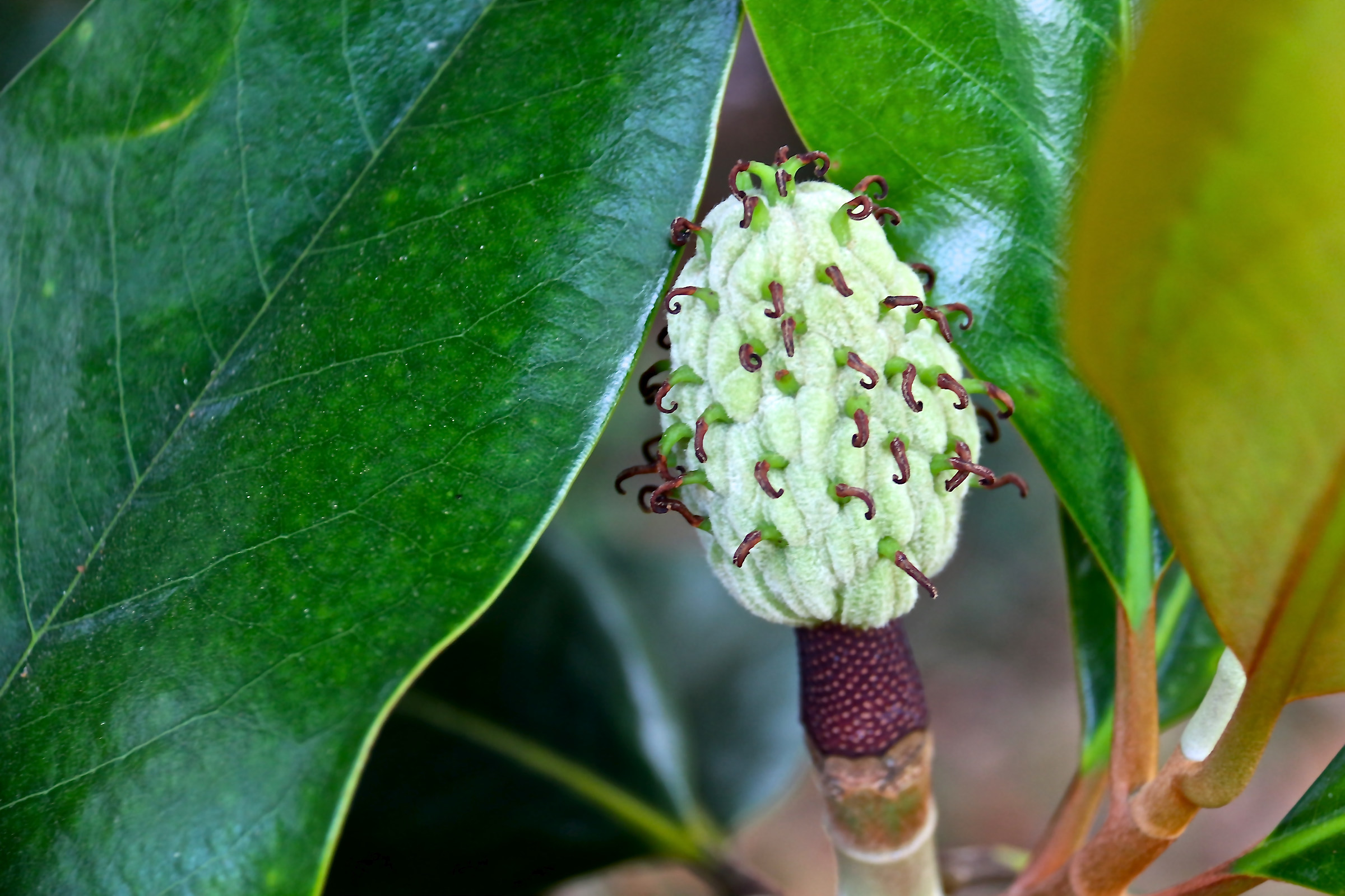 Magnolia