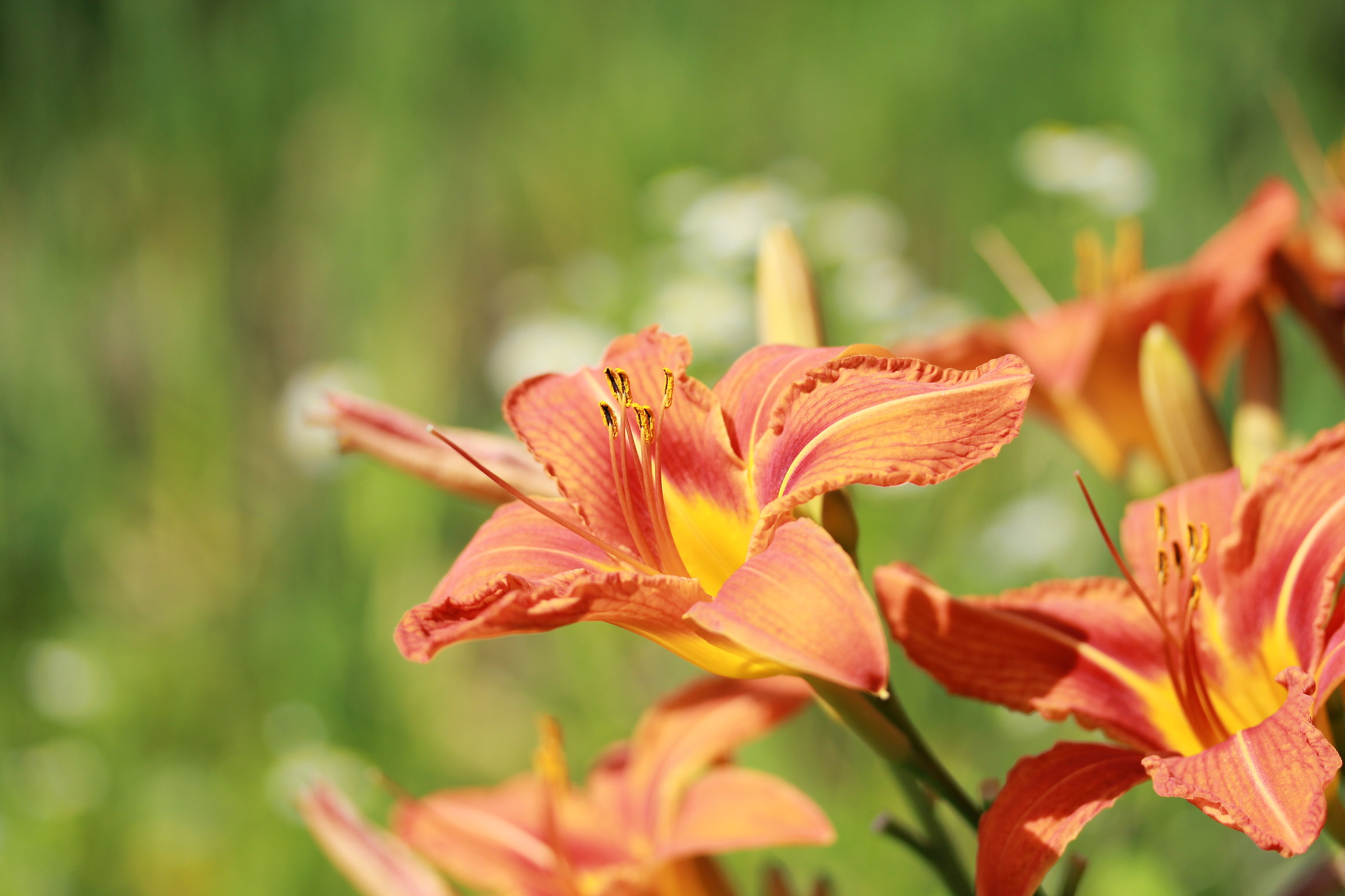 Orange Pond Lily