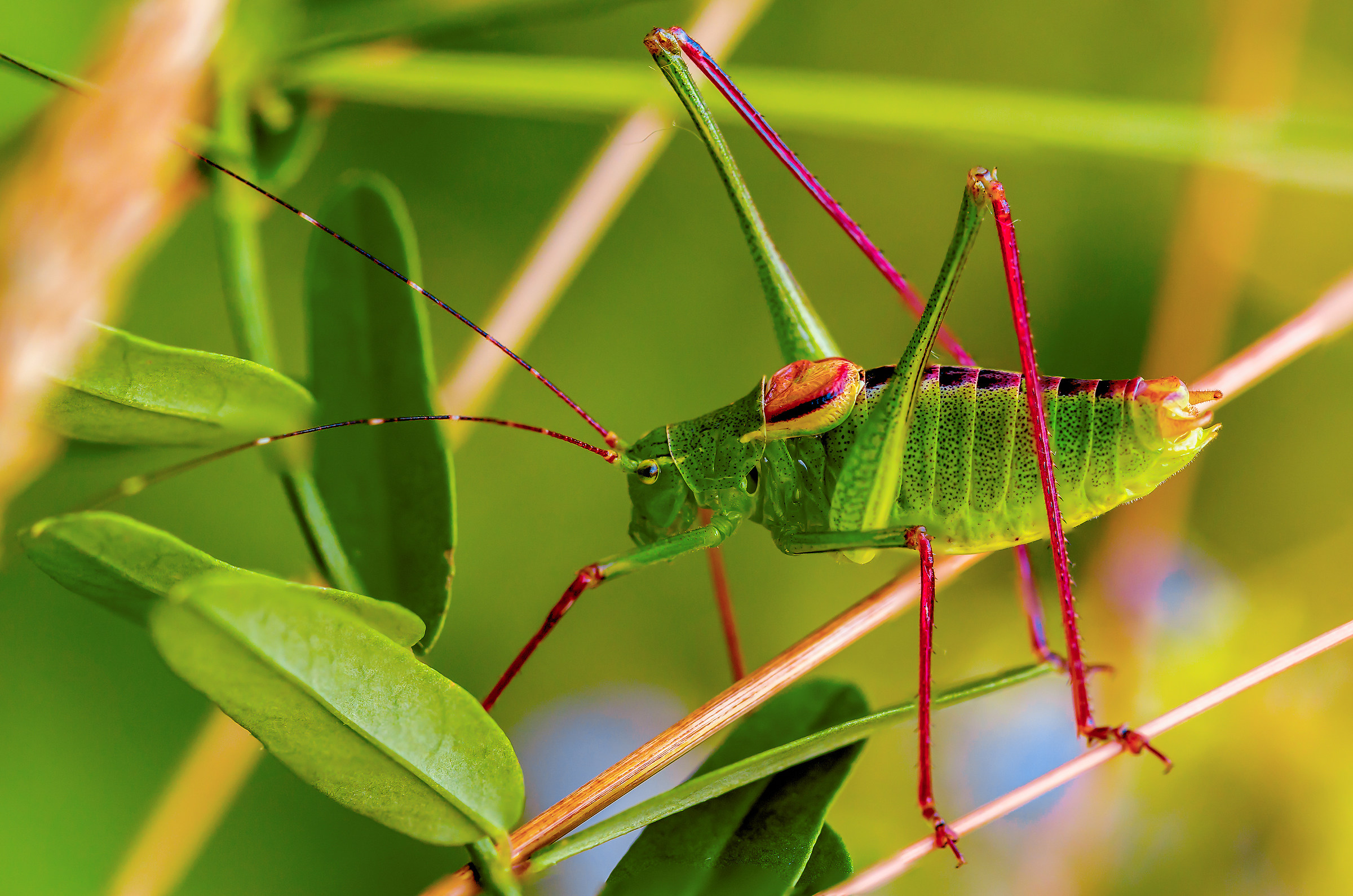 Eupholidoptera chabrieri