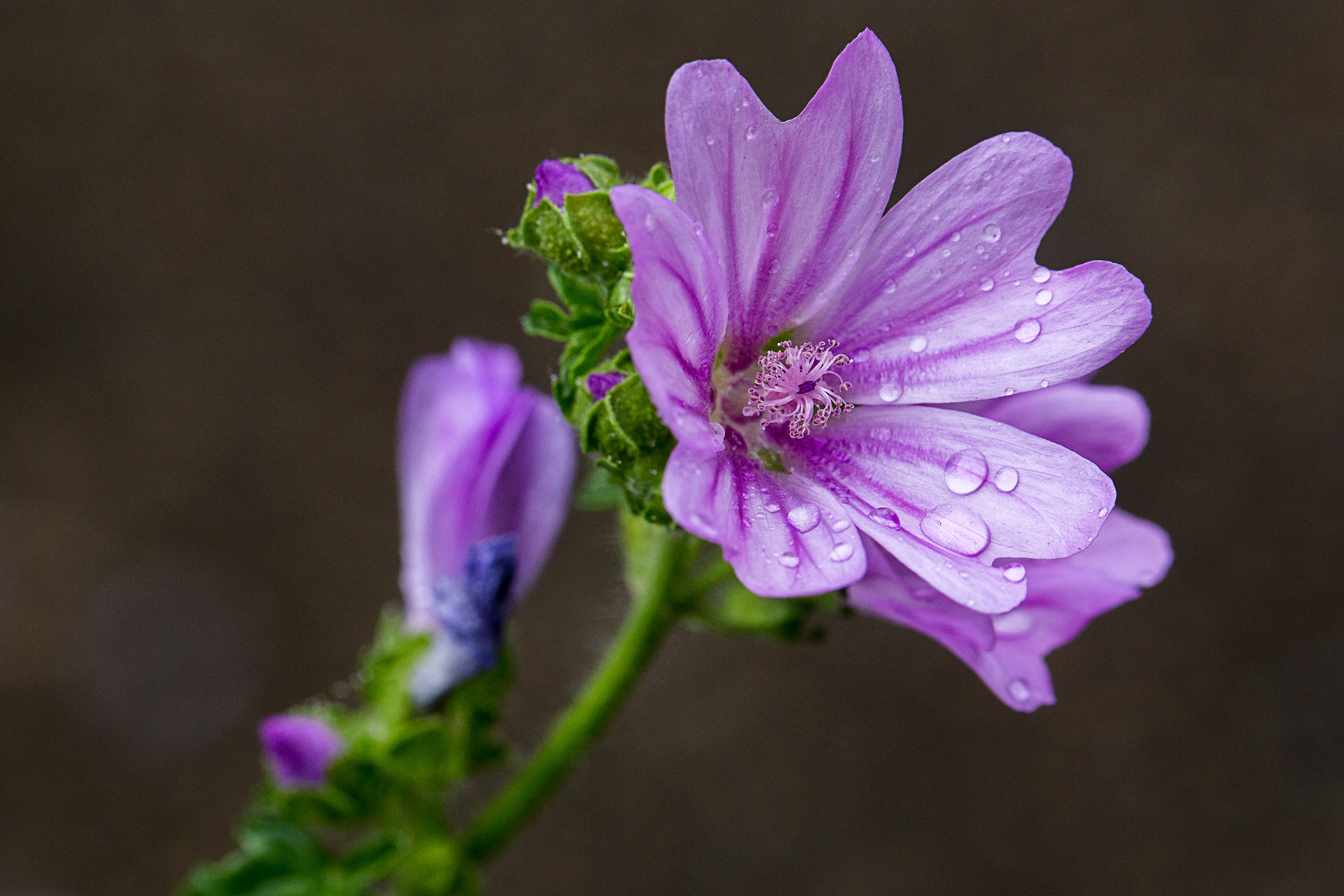 Playing with flowers