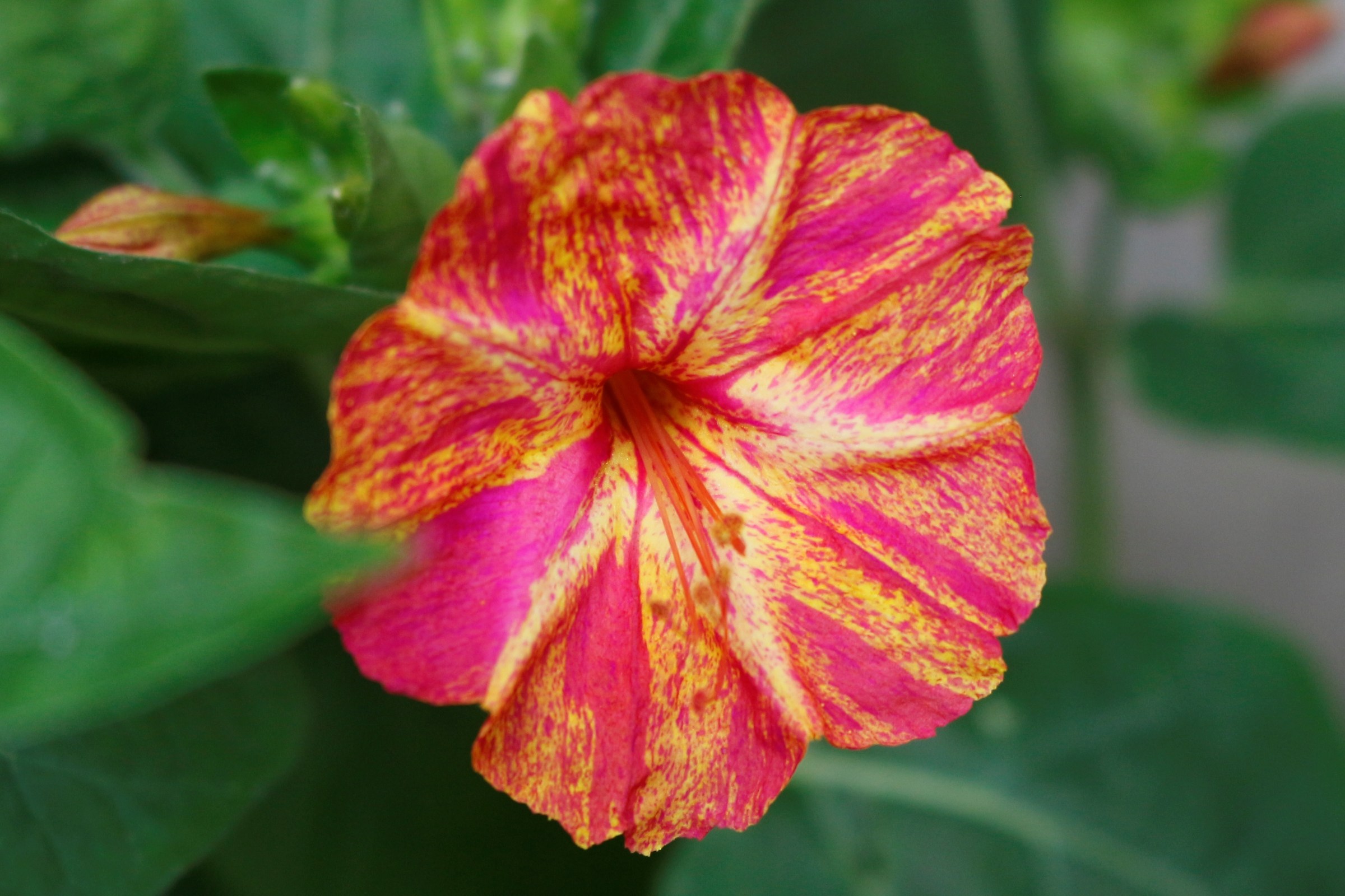 The beautiful multicolor night