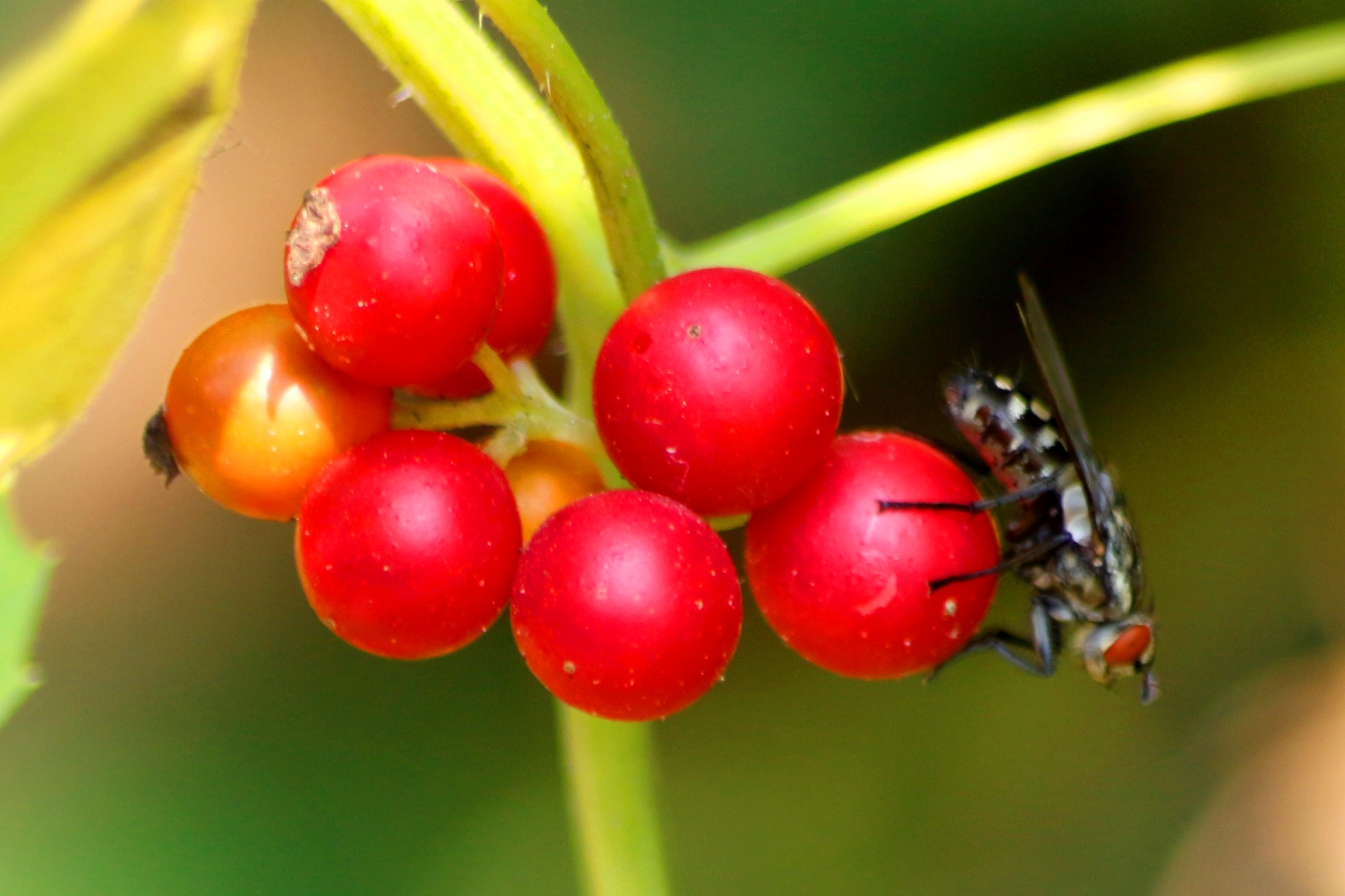 The bug on the berries
