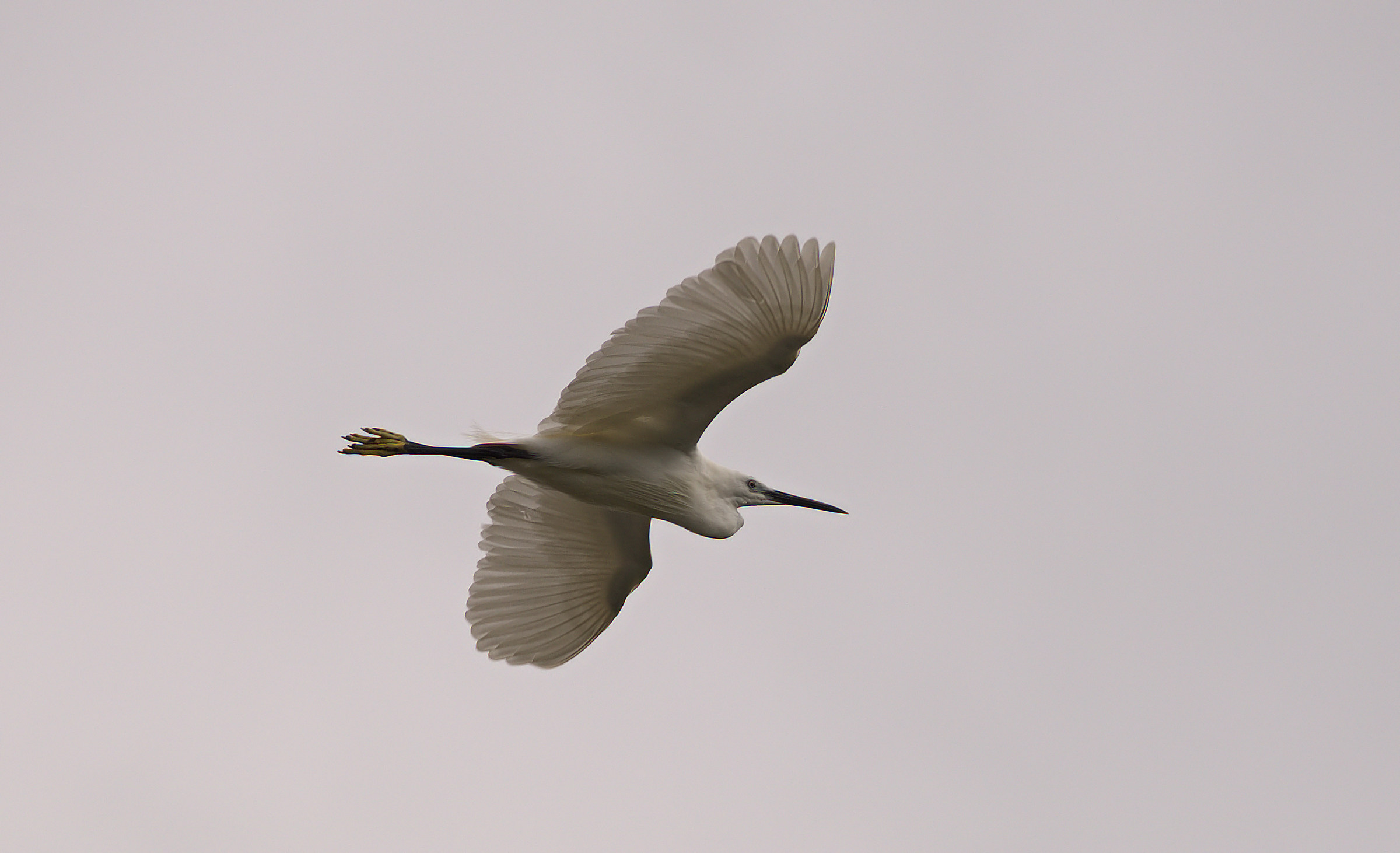 Egret in flight