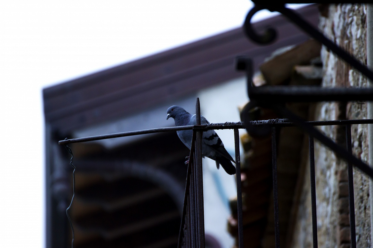 Piccione in osservazione