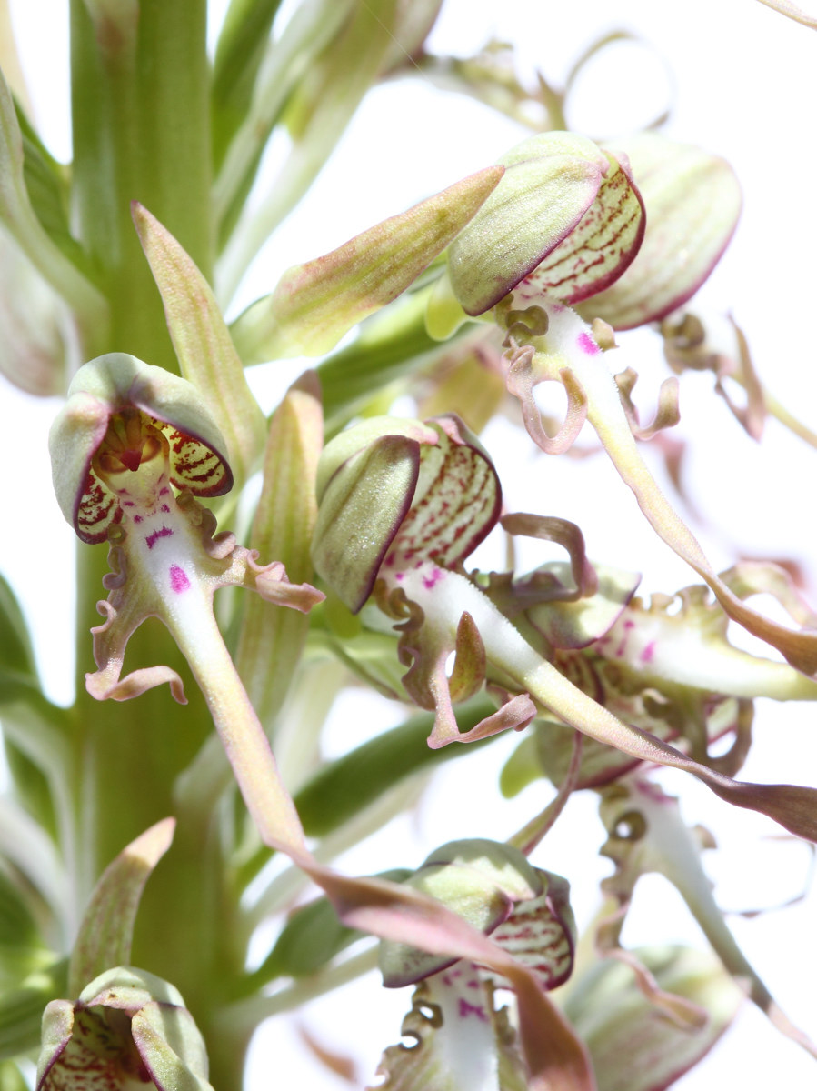 Himantoglossum Hircinum