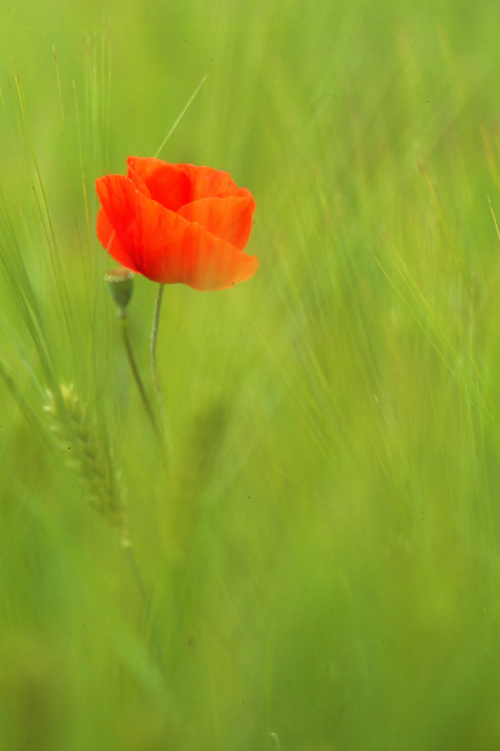 Campo di grano papavero
