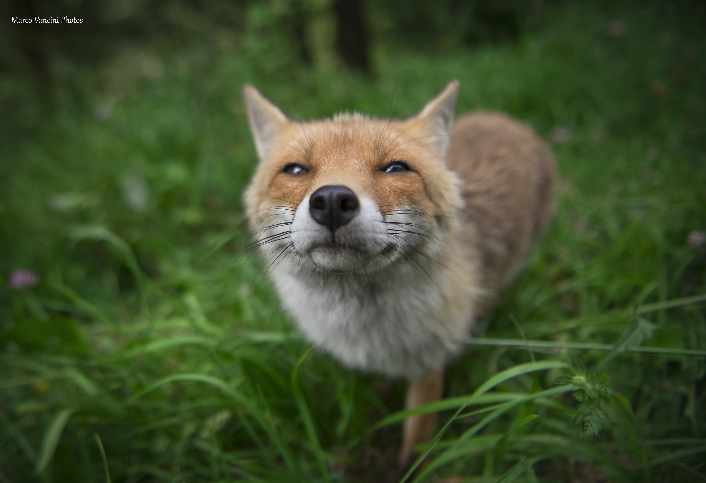 Hey, you human, you give me a kiss?