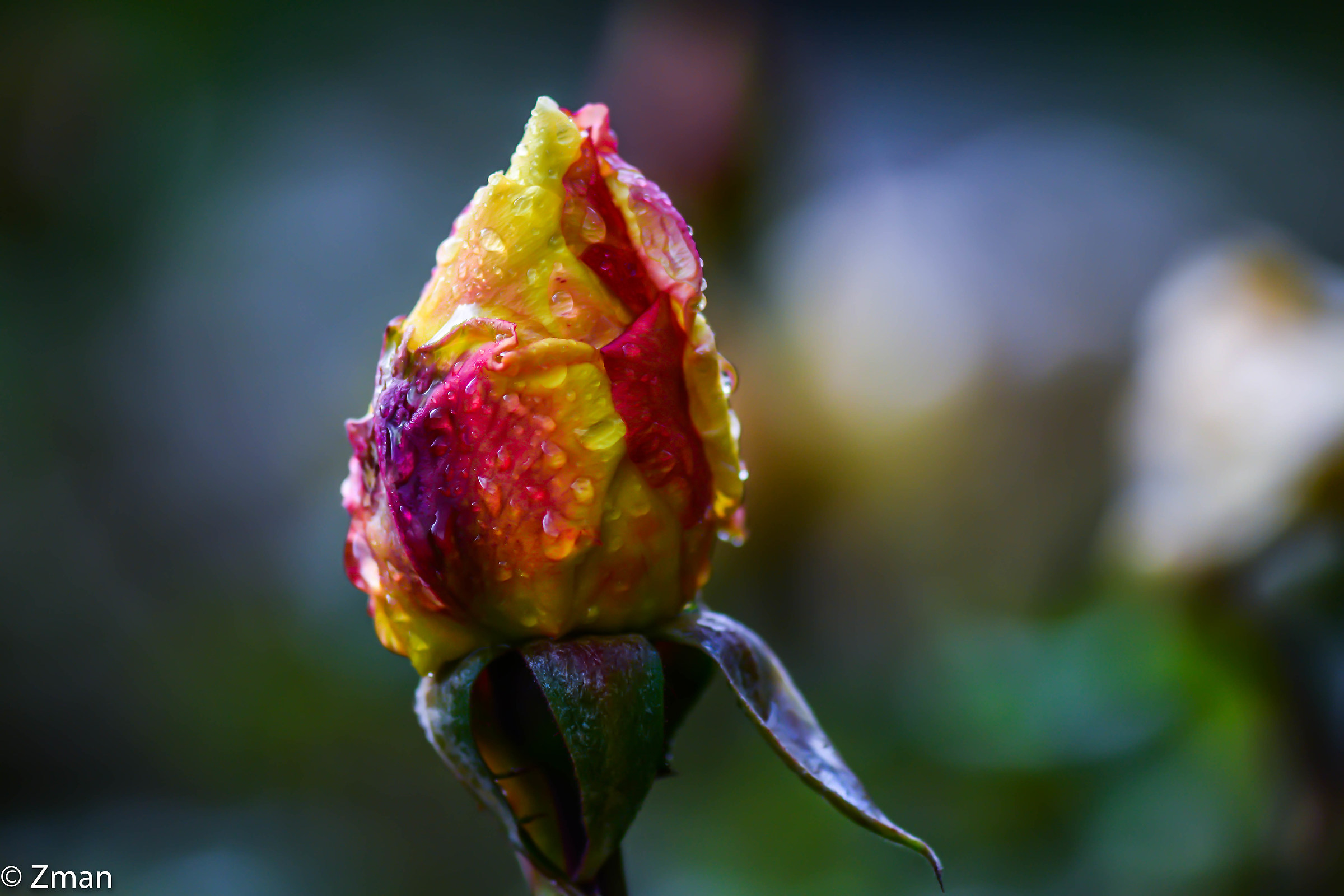 Rosa sotto la pioggia