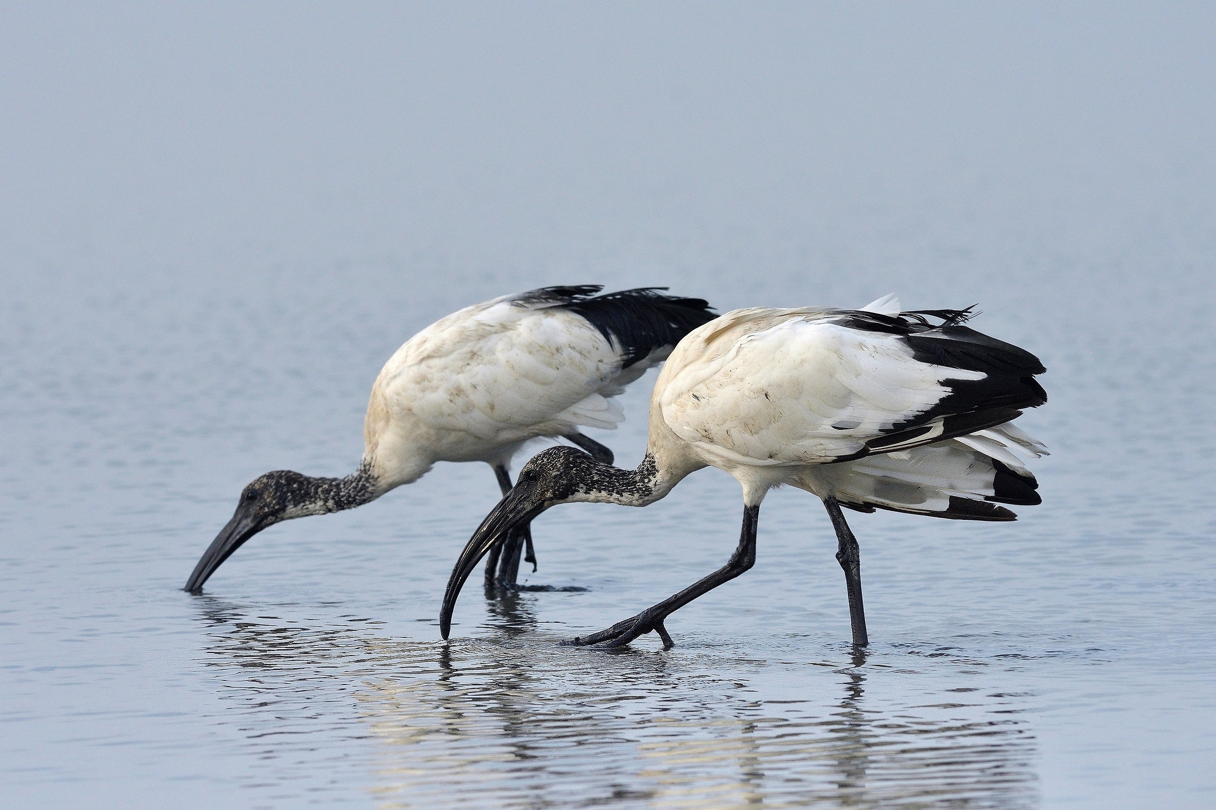 Sacred Ibis (Threskiornis aethiopicus)
