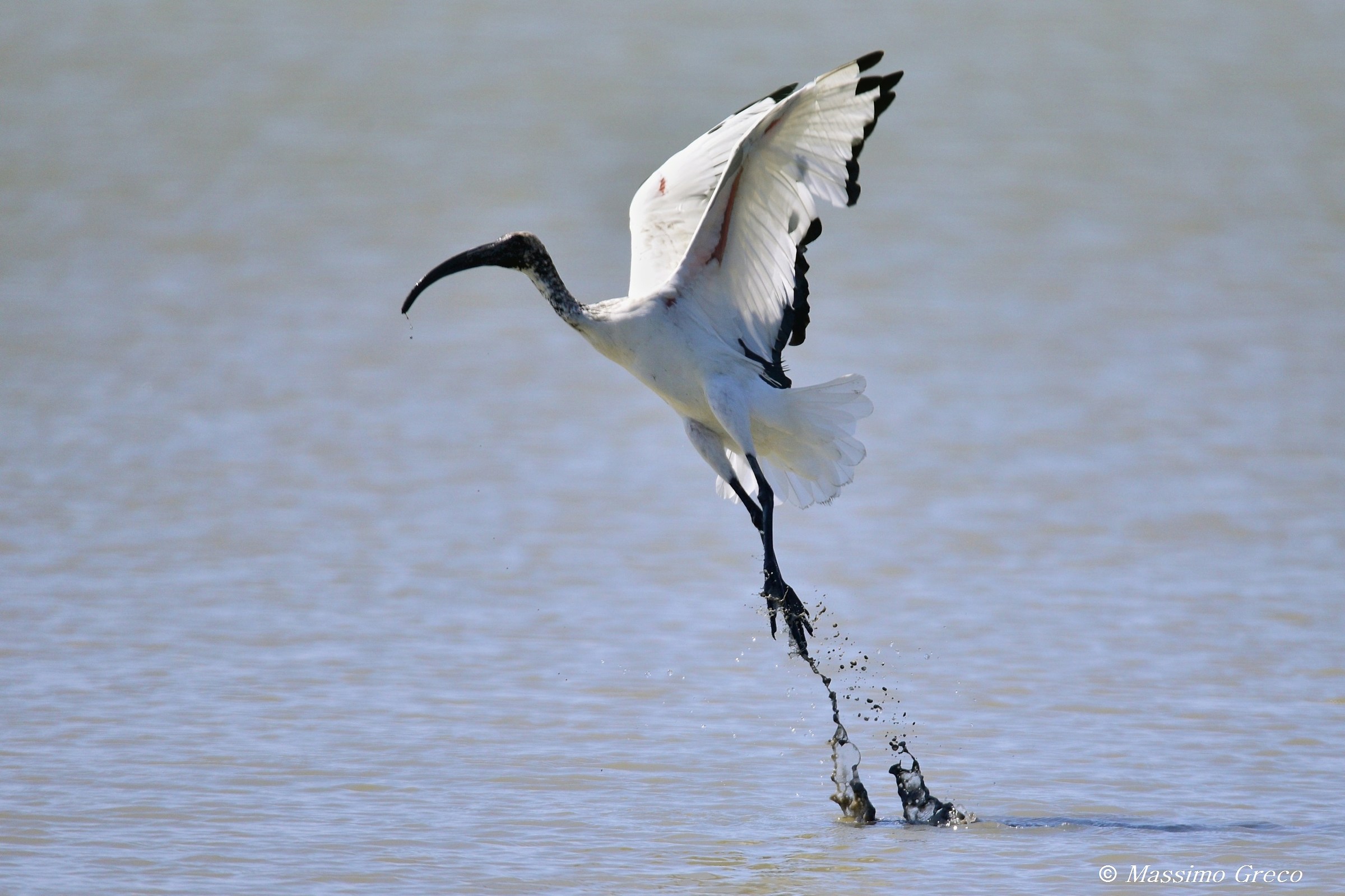 Sacred Ibis (Threskiornis aethiopicus)