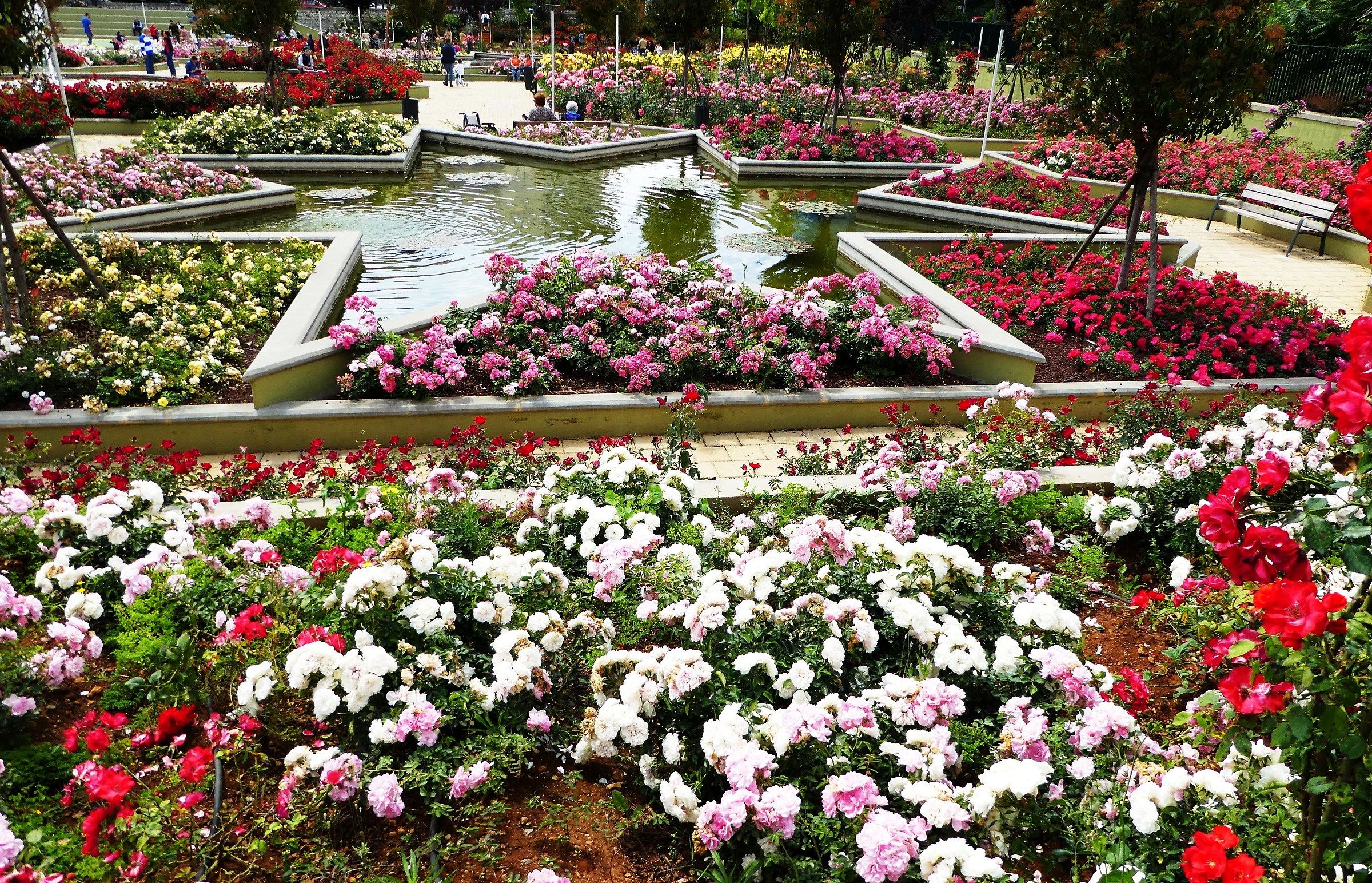 The Roses of Palermo