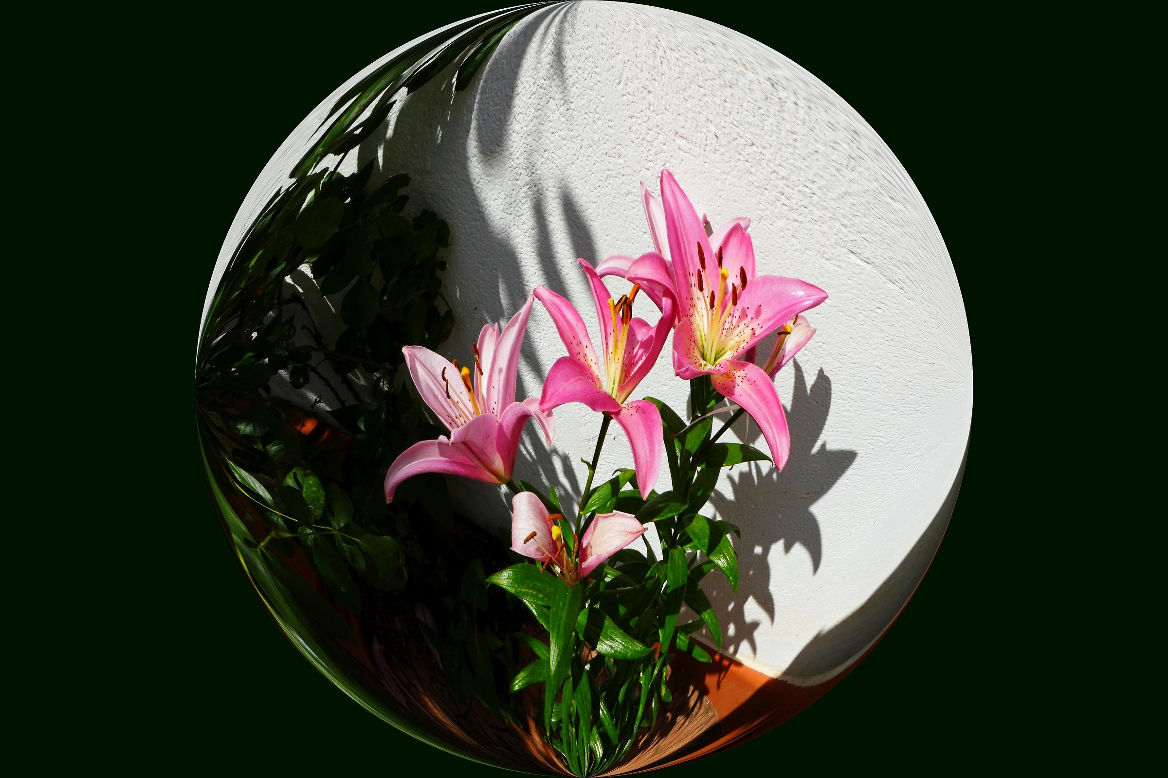 Lilium