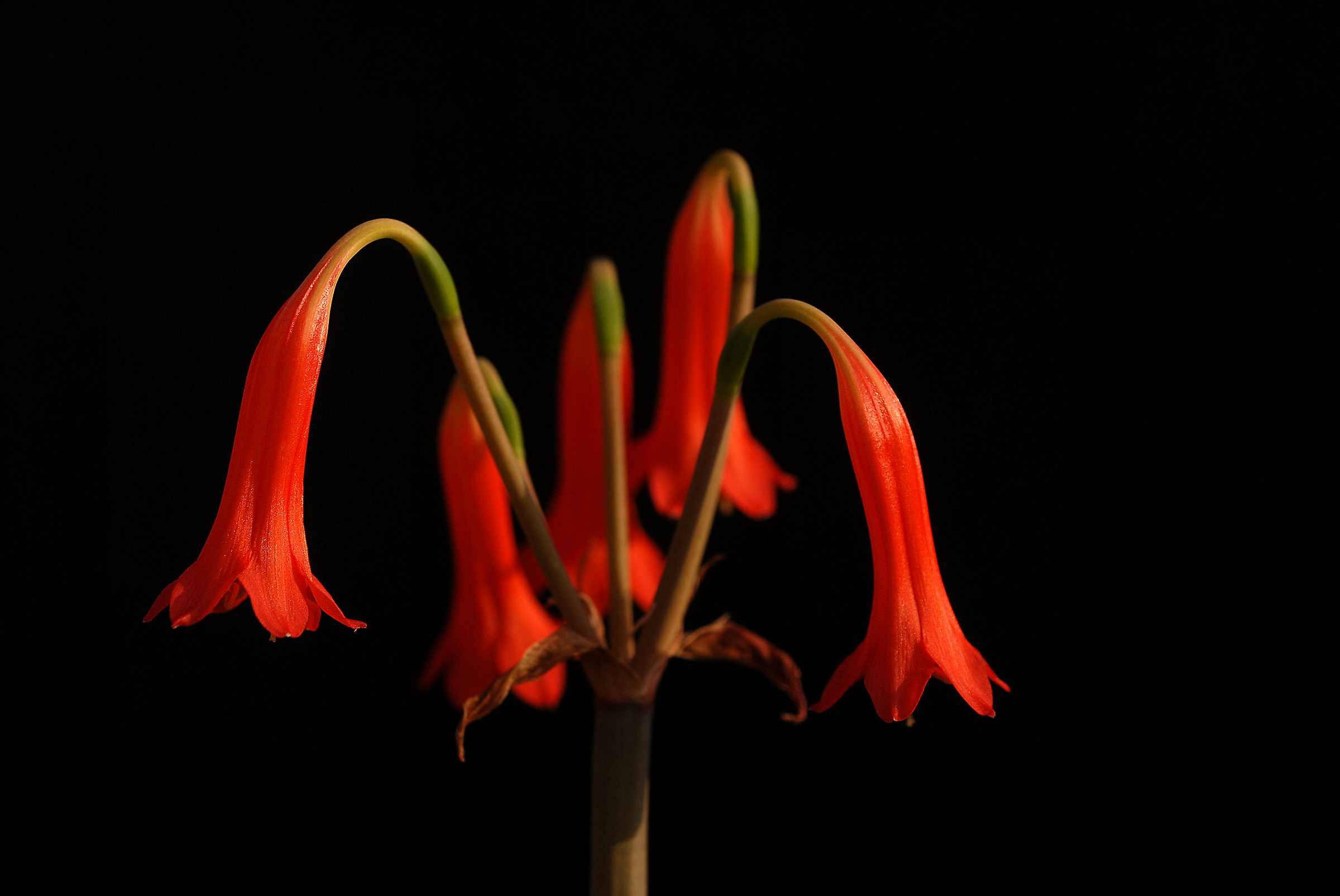 Flowering of the Pit
