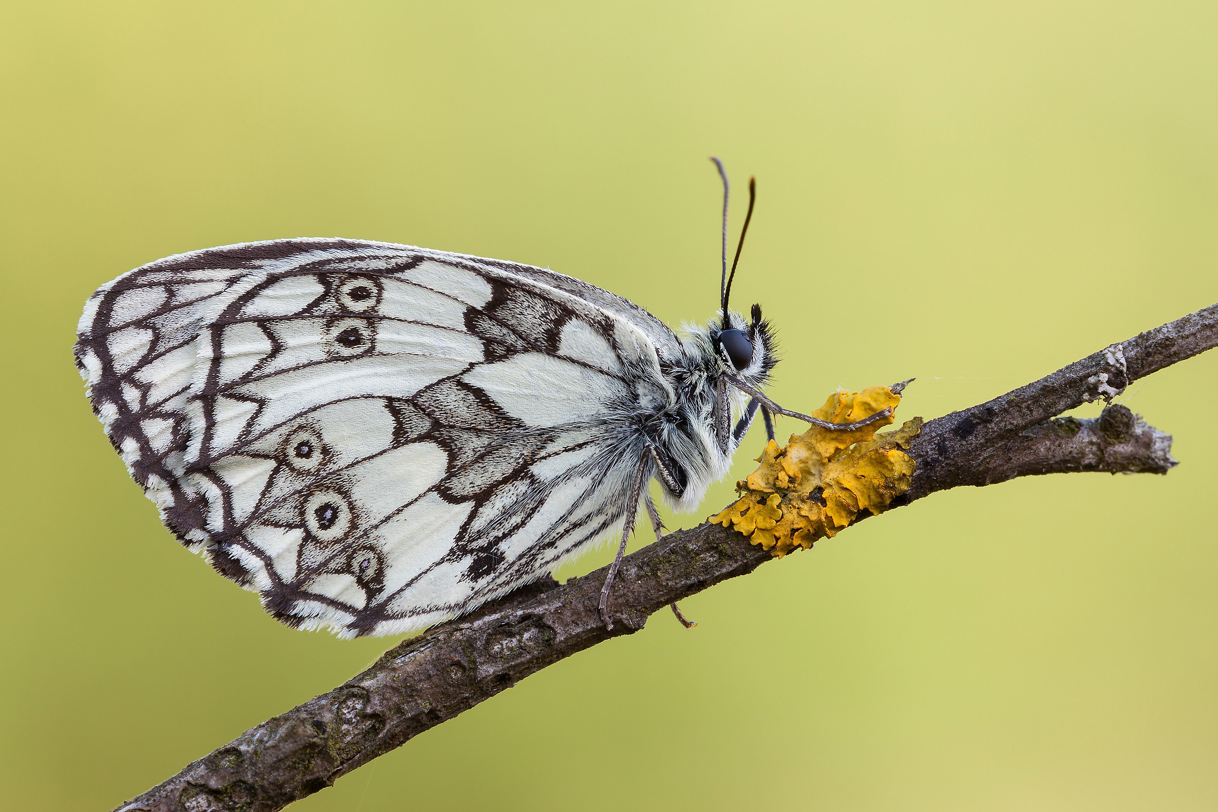Melanargia galathea (Linnaeus, 1758)
