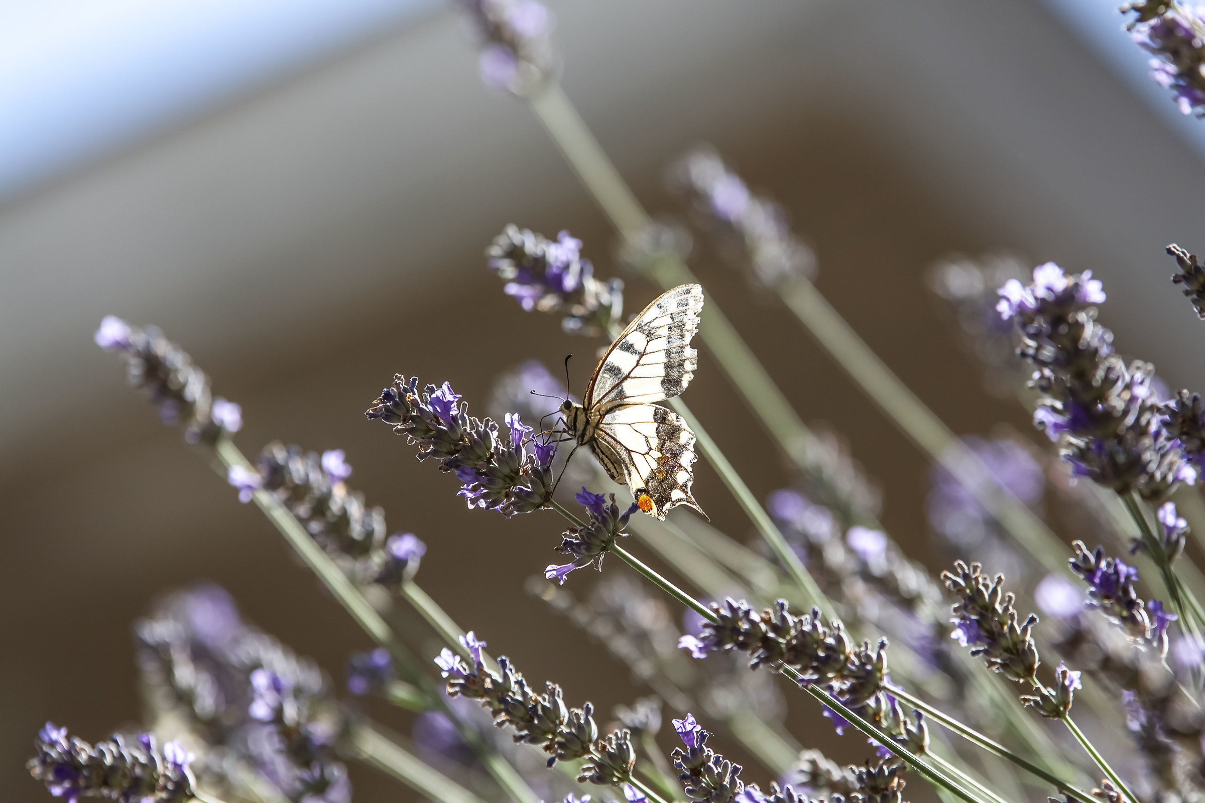 Podalirio su Lavanda