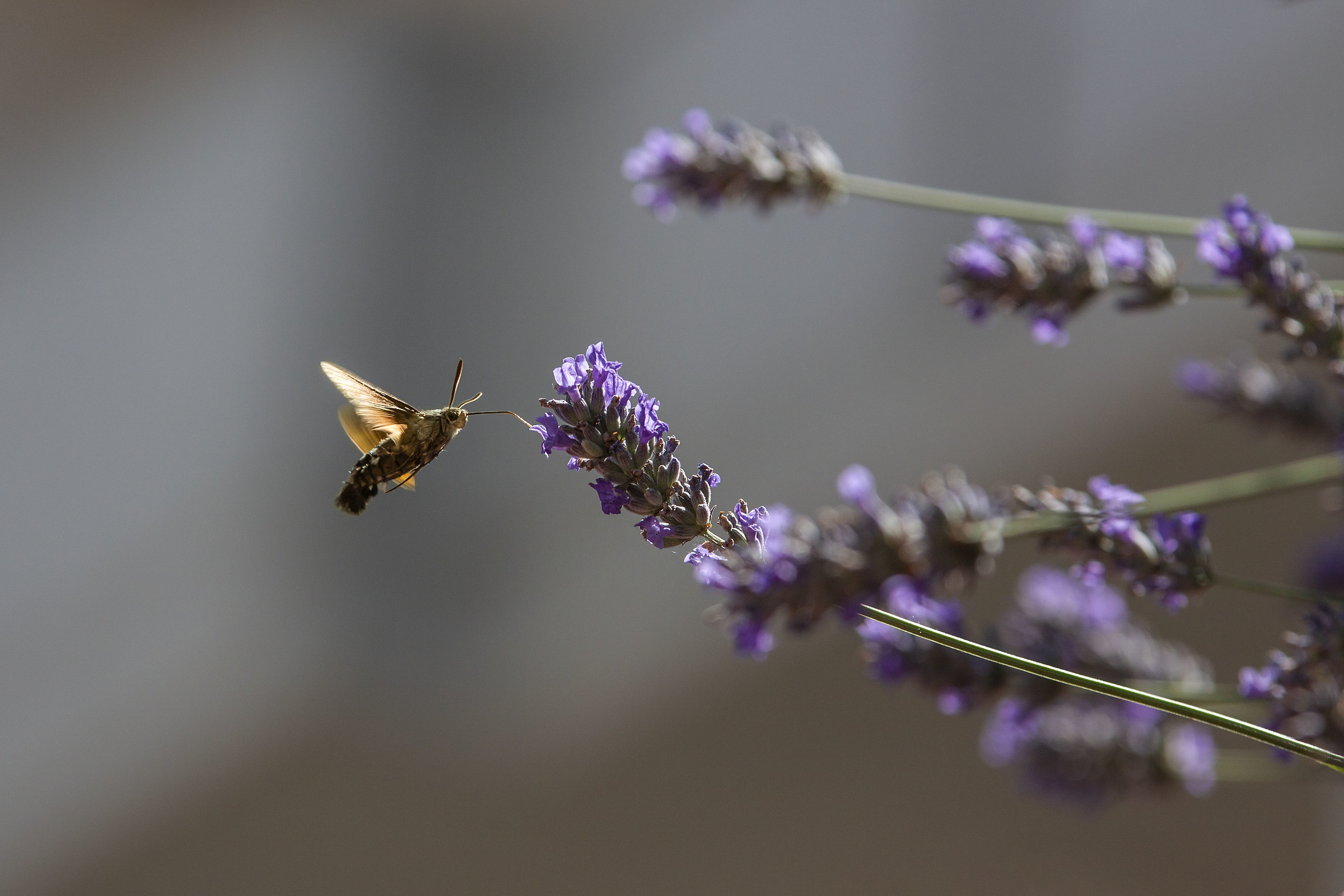 Sfinge colibrì ( il piacere di fare la spesa)