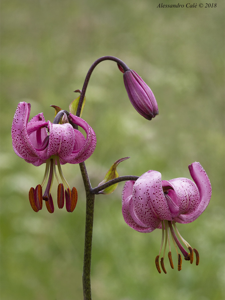 Lilium martagon (Riccio di dama) 9628