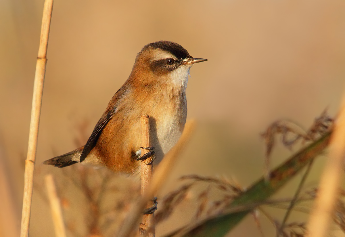 moustached warbler