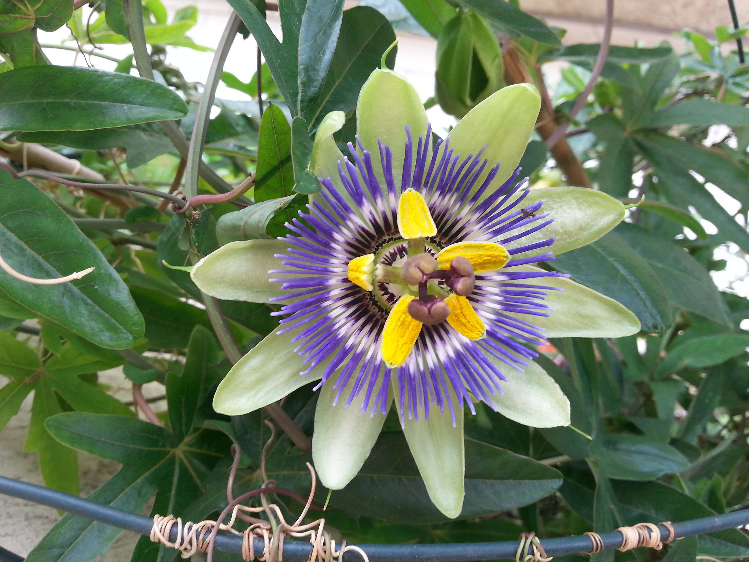Fiore di Passiflora