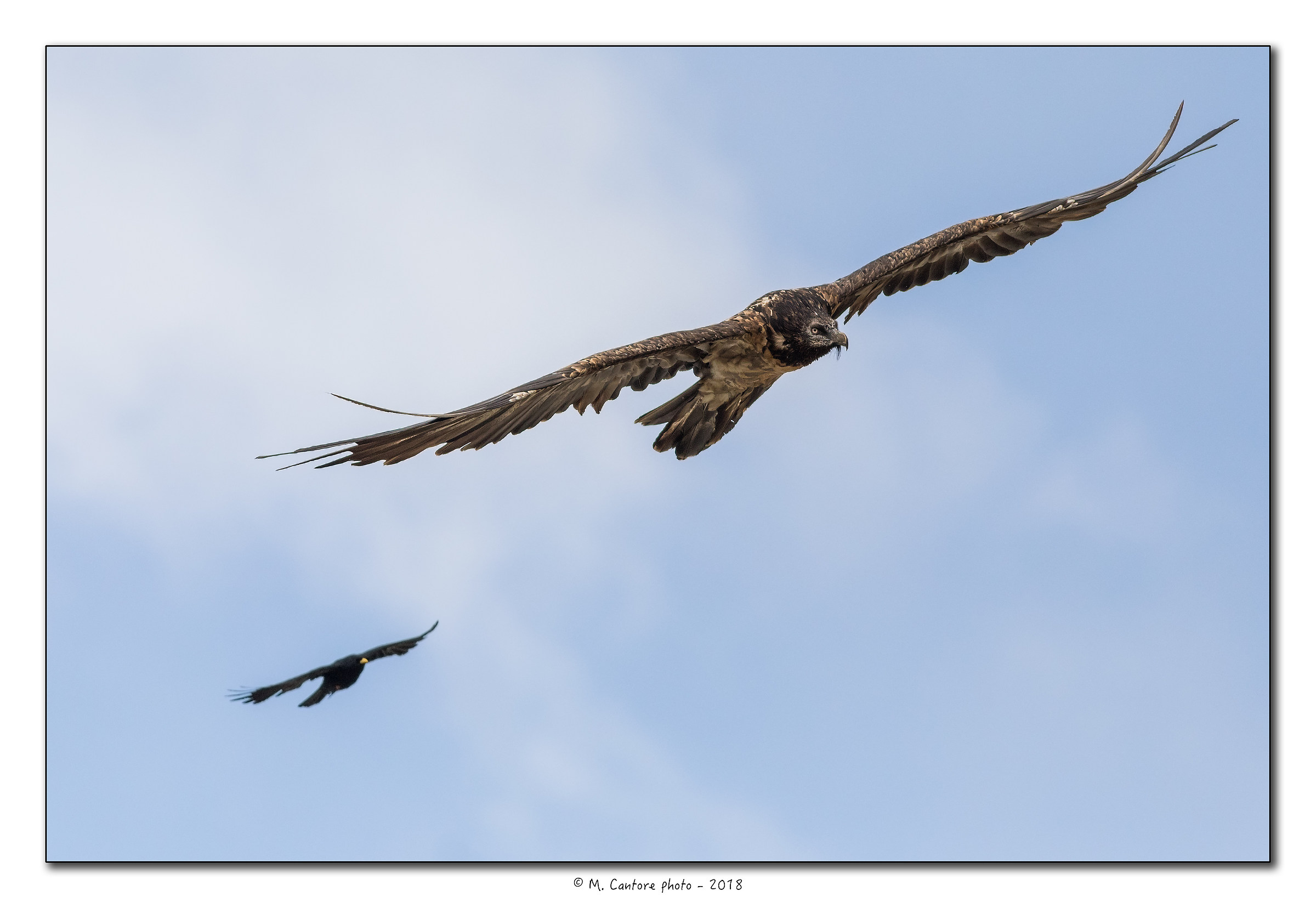 Gipeo and Alpine Chough