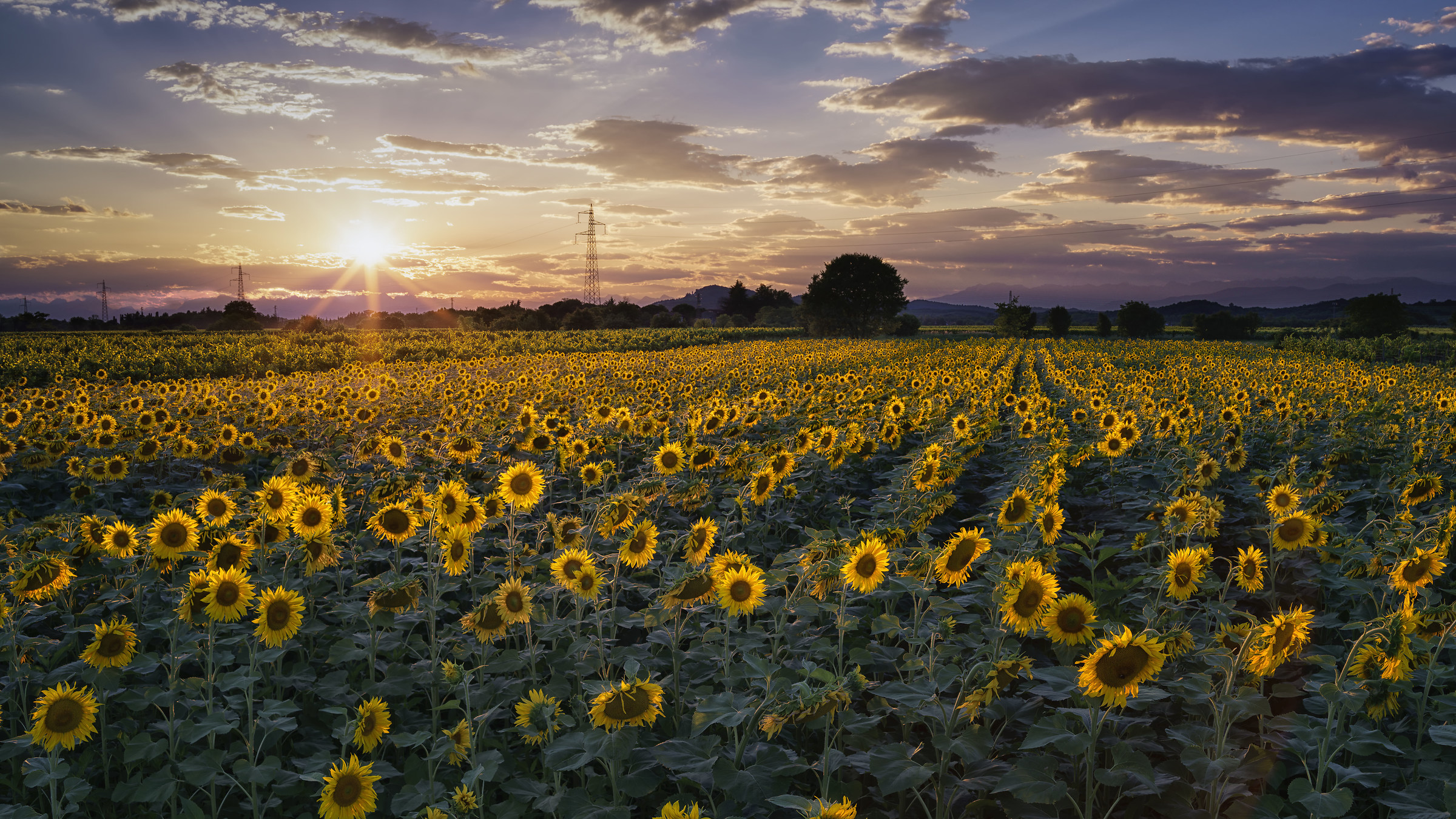 Girasoli per la nonna