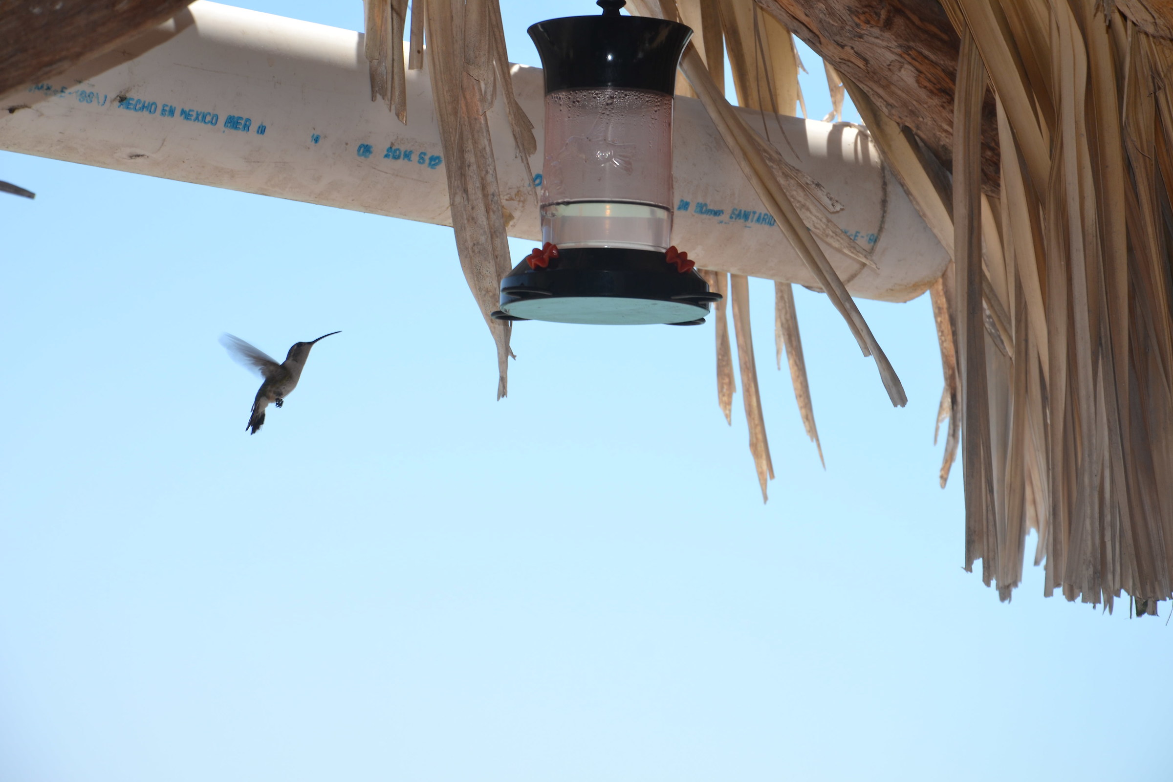 Colibrì a Rio Largatos