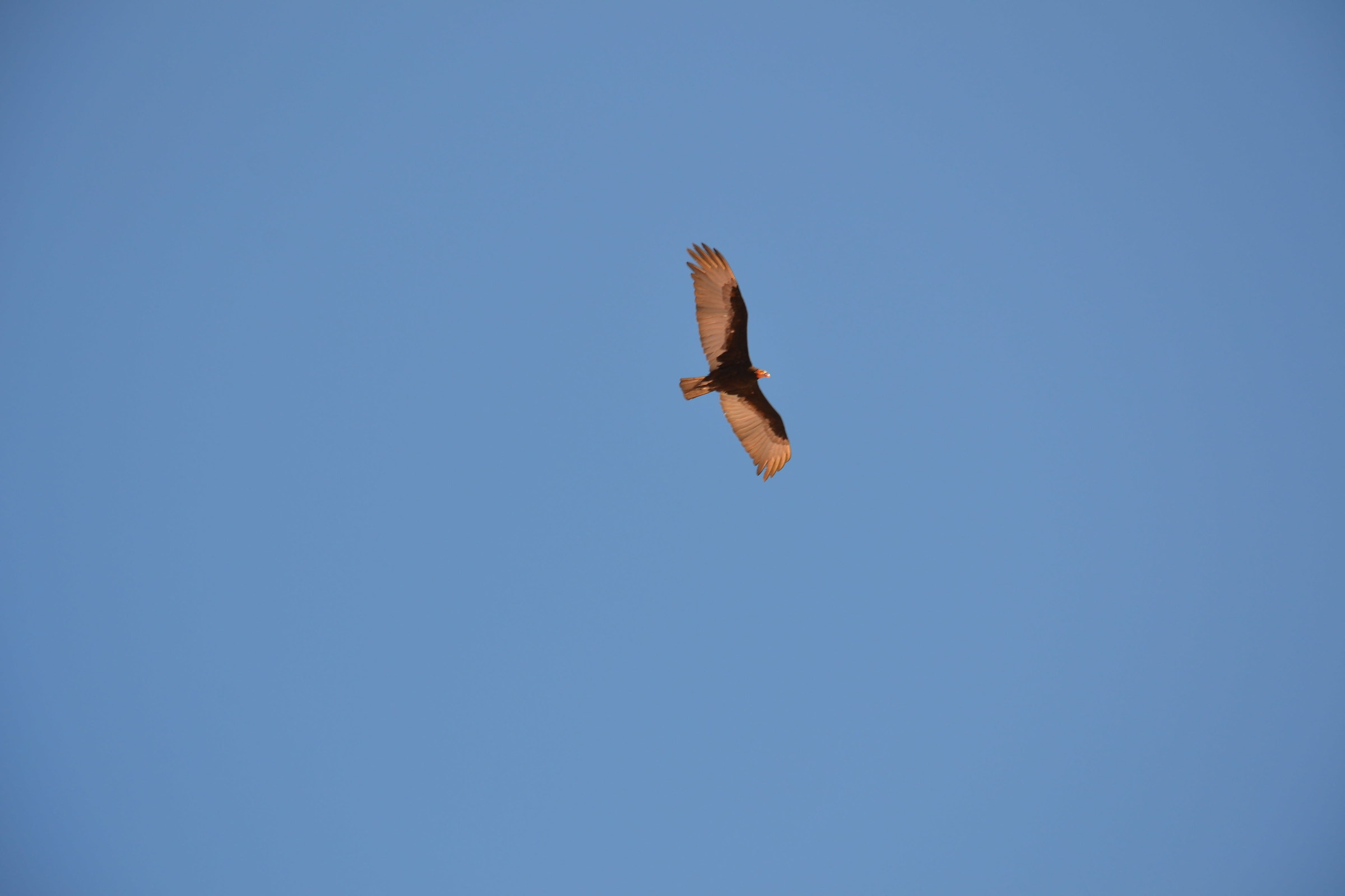 Aquila a Rio Lagartos