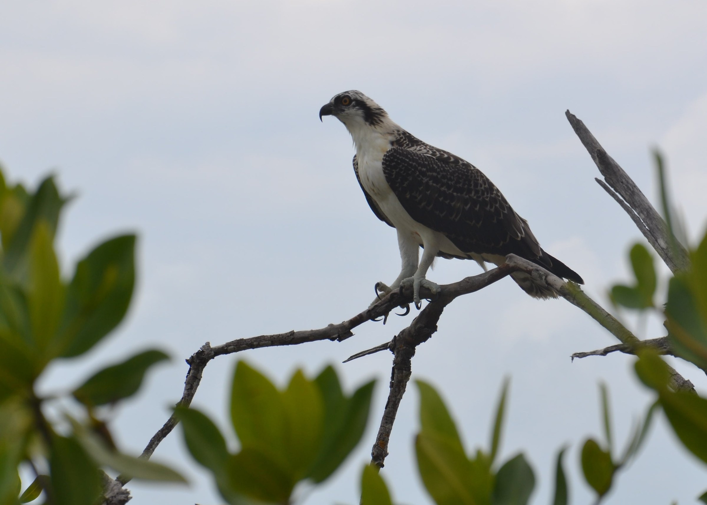 Aquila a Isla Contoy