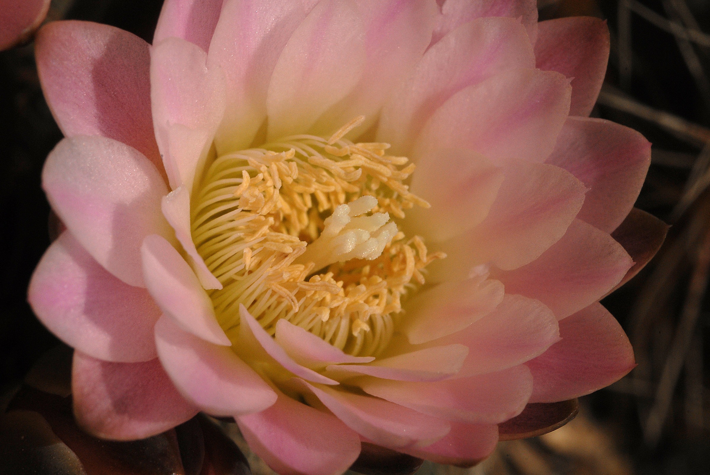 Gymnocalycium sp.