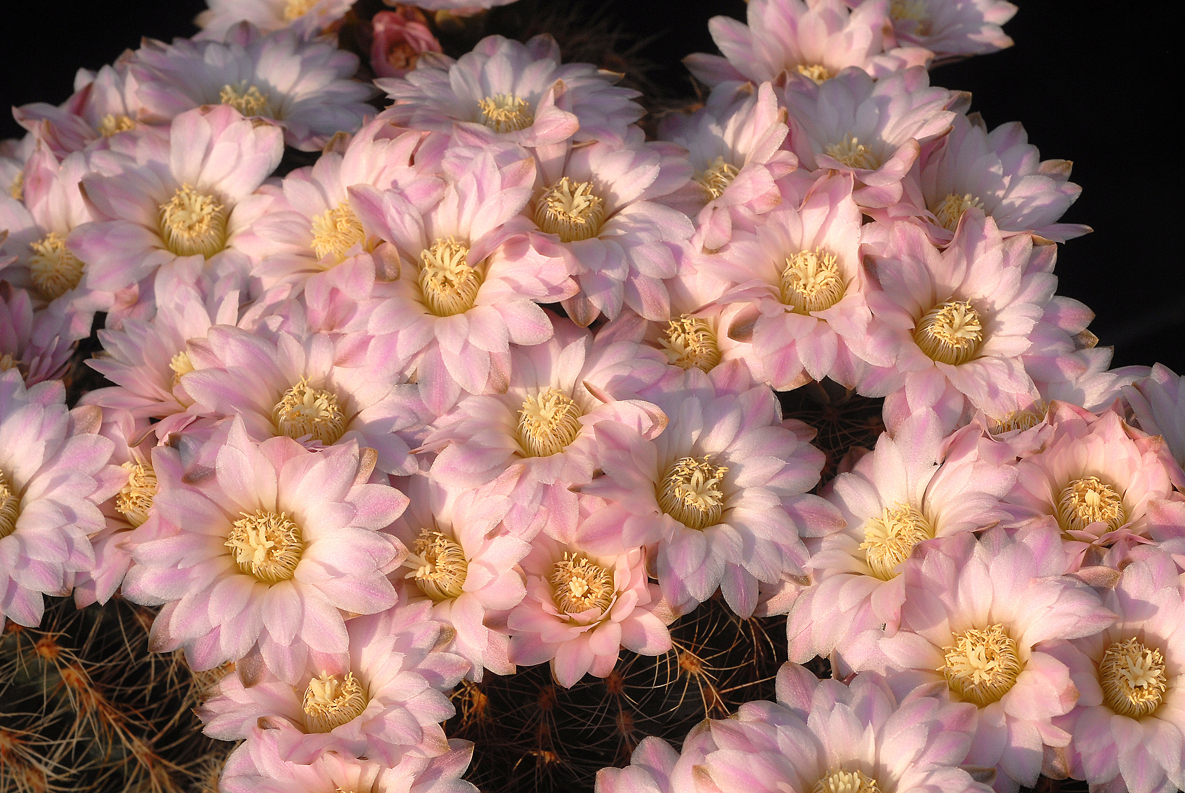 Gymnocalycium sp.