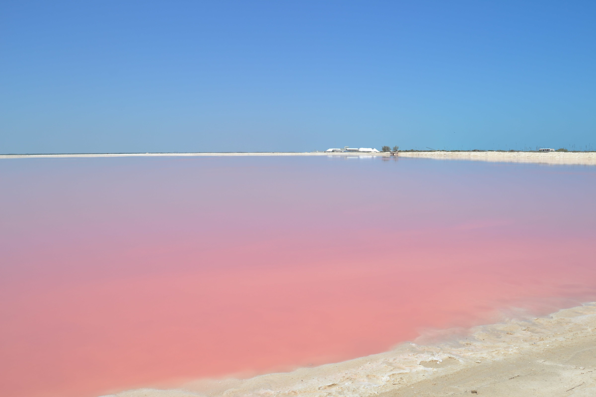 Salina Rosa in Rio Lagartos
