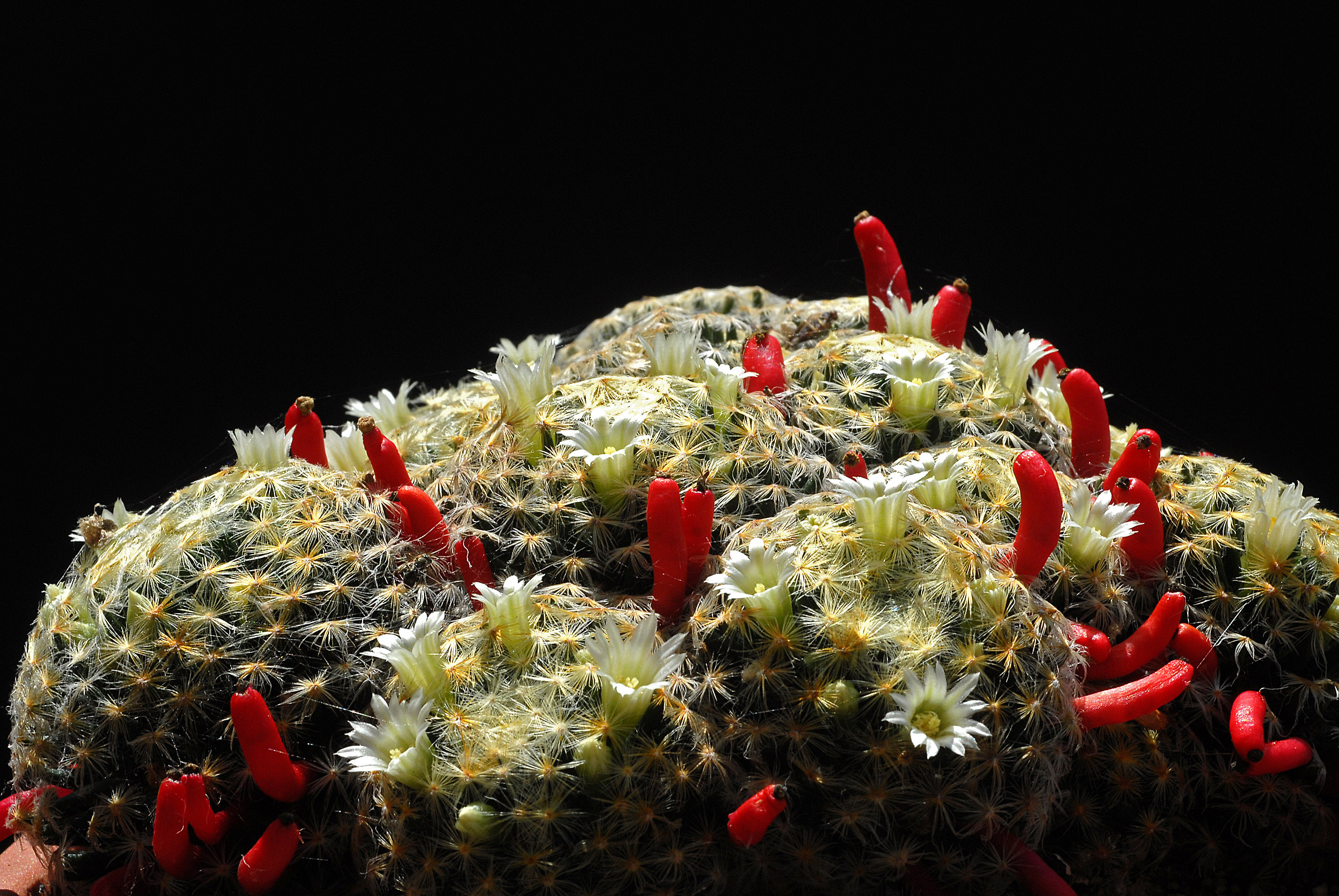 Mammillaria Schiedeana, flowers and fruits
