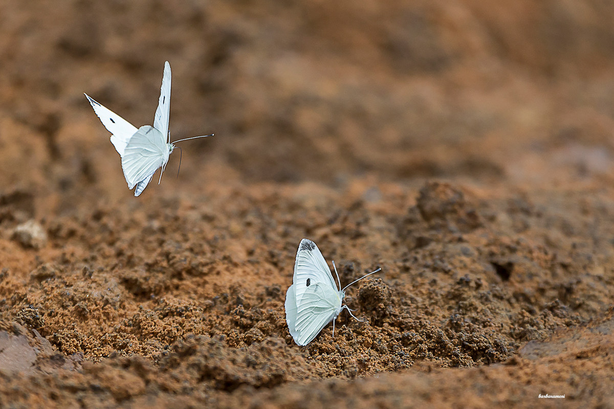 In Flight!! Now I'm coming too....