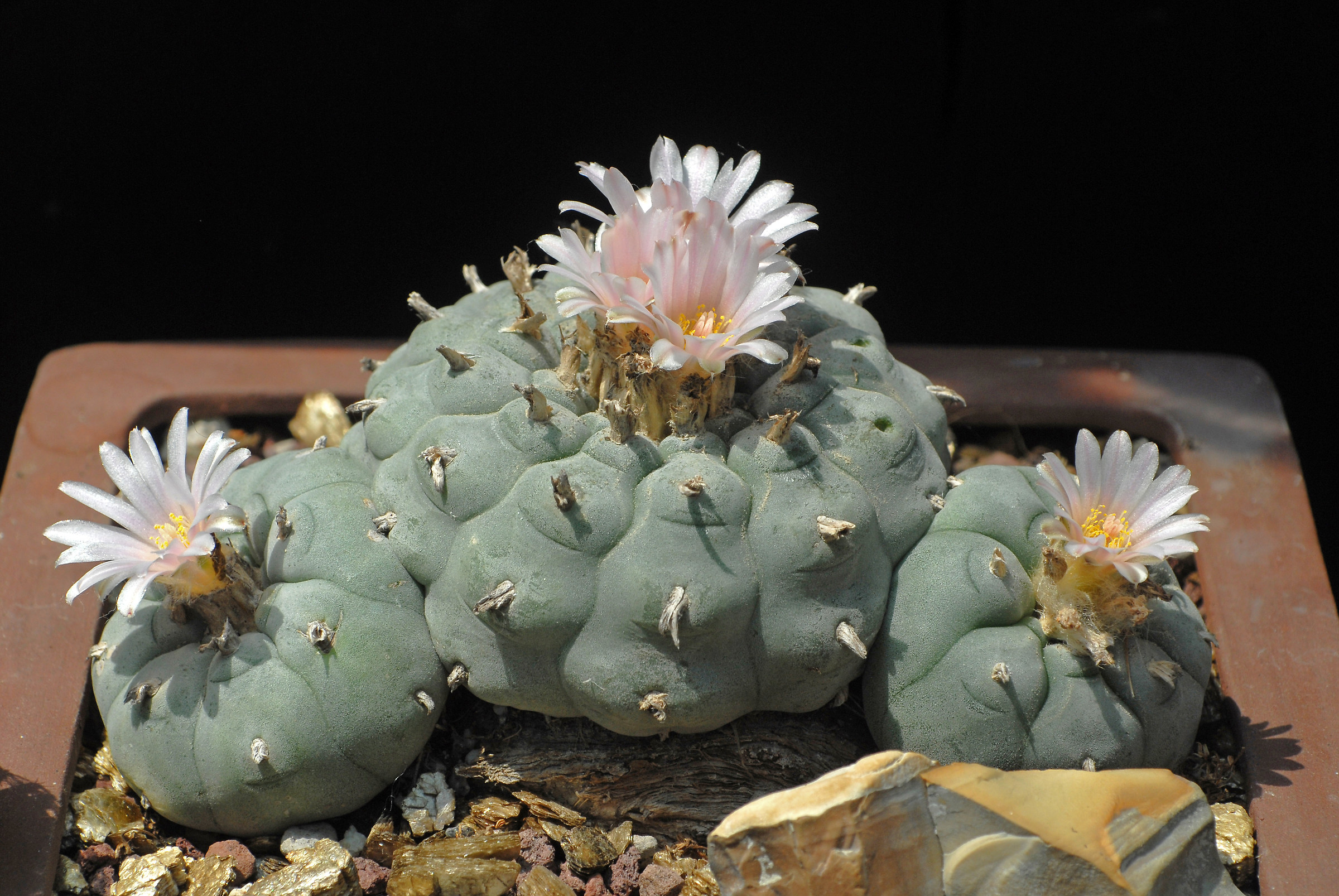 Lophophora williamsii