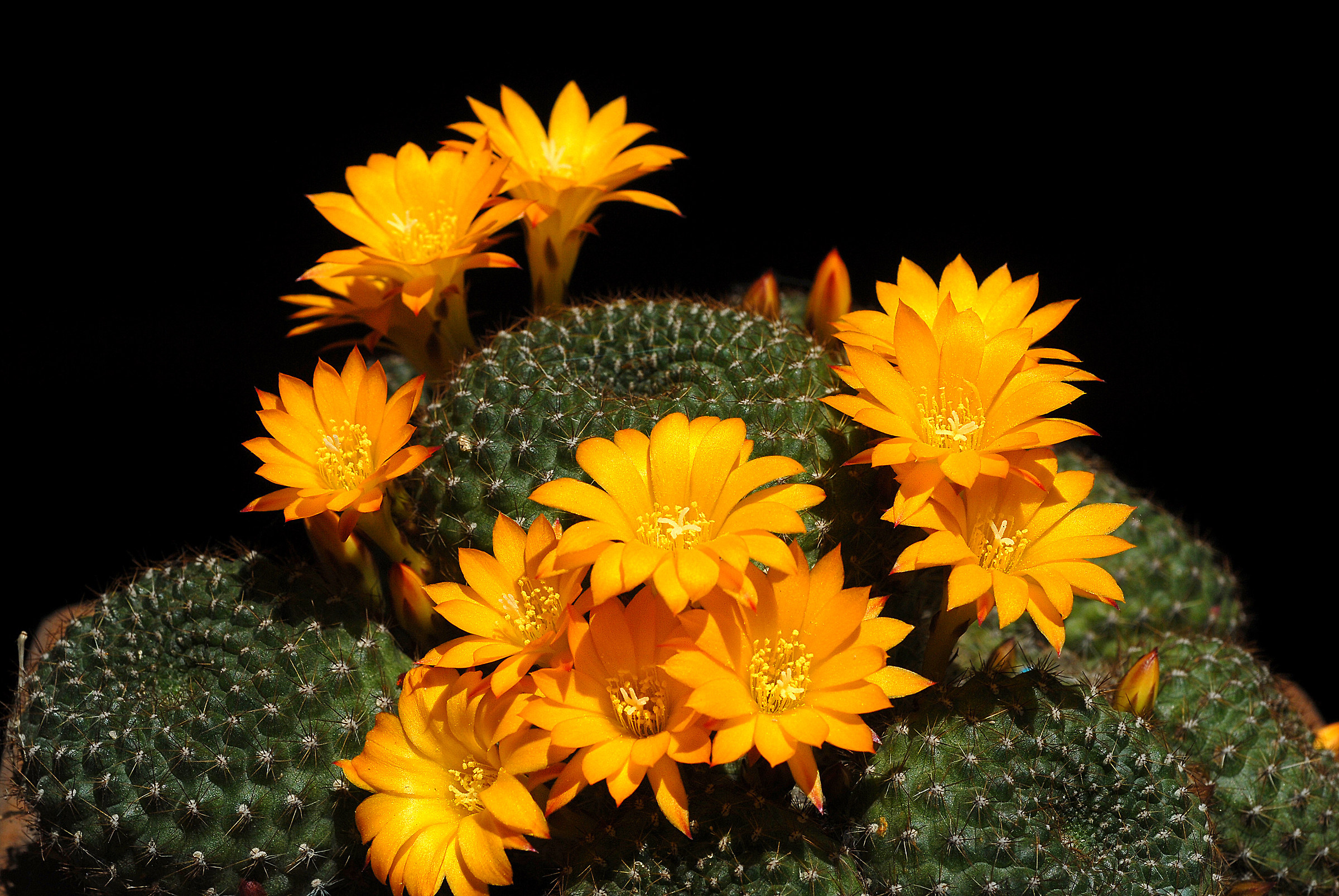 Rebutyl sp, Sun color flowers