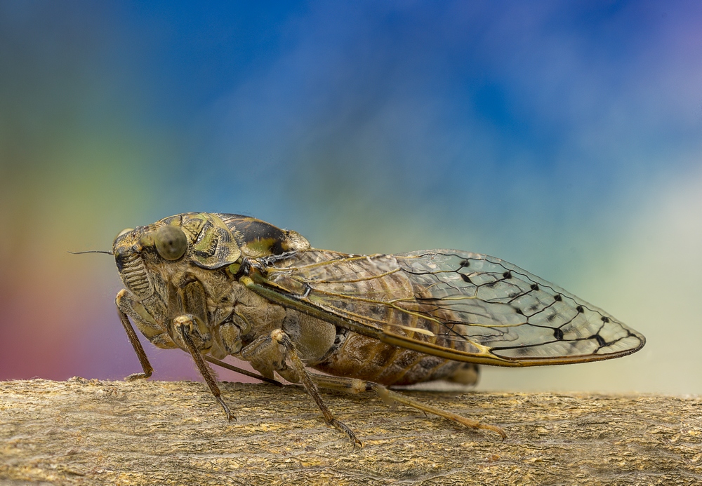 Cicada