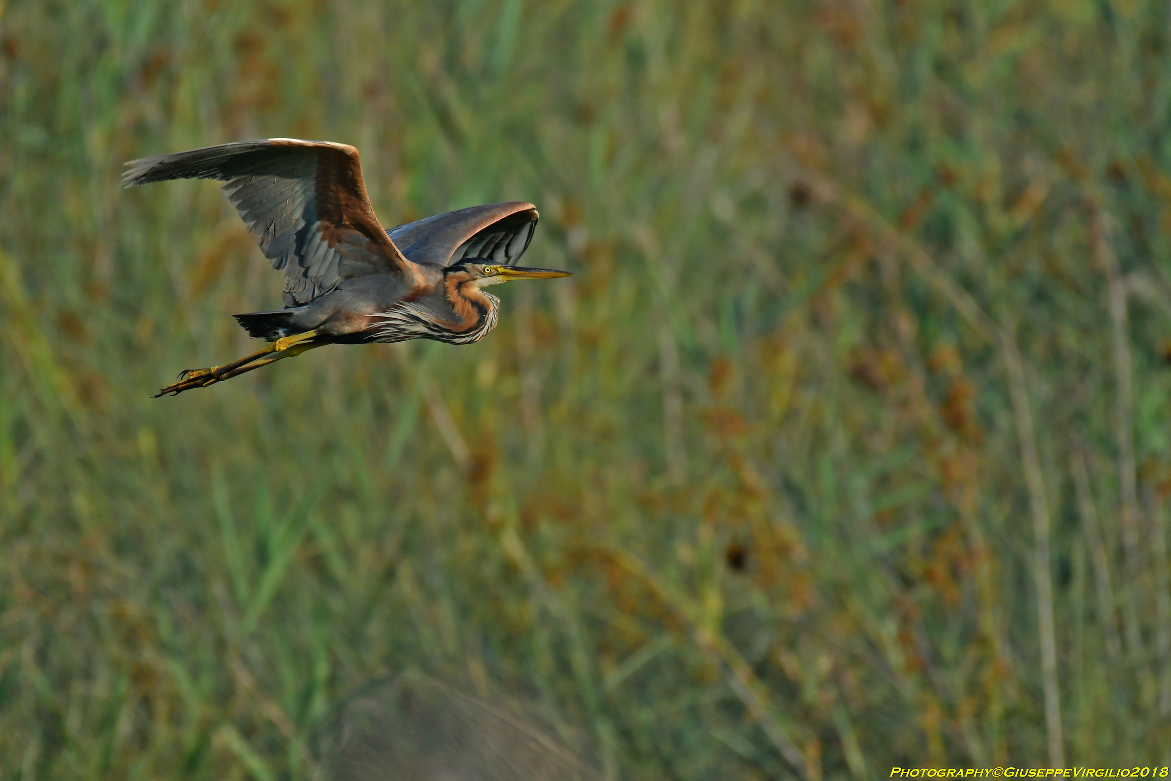 Red Heron (North Sardinia) June 2018