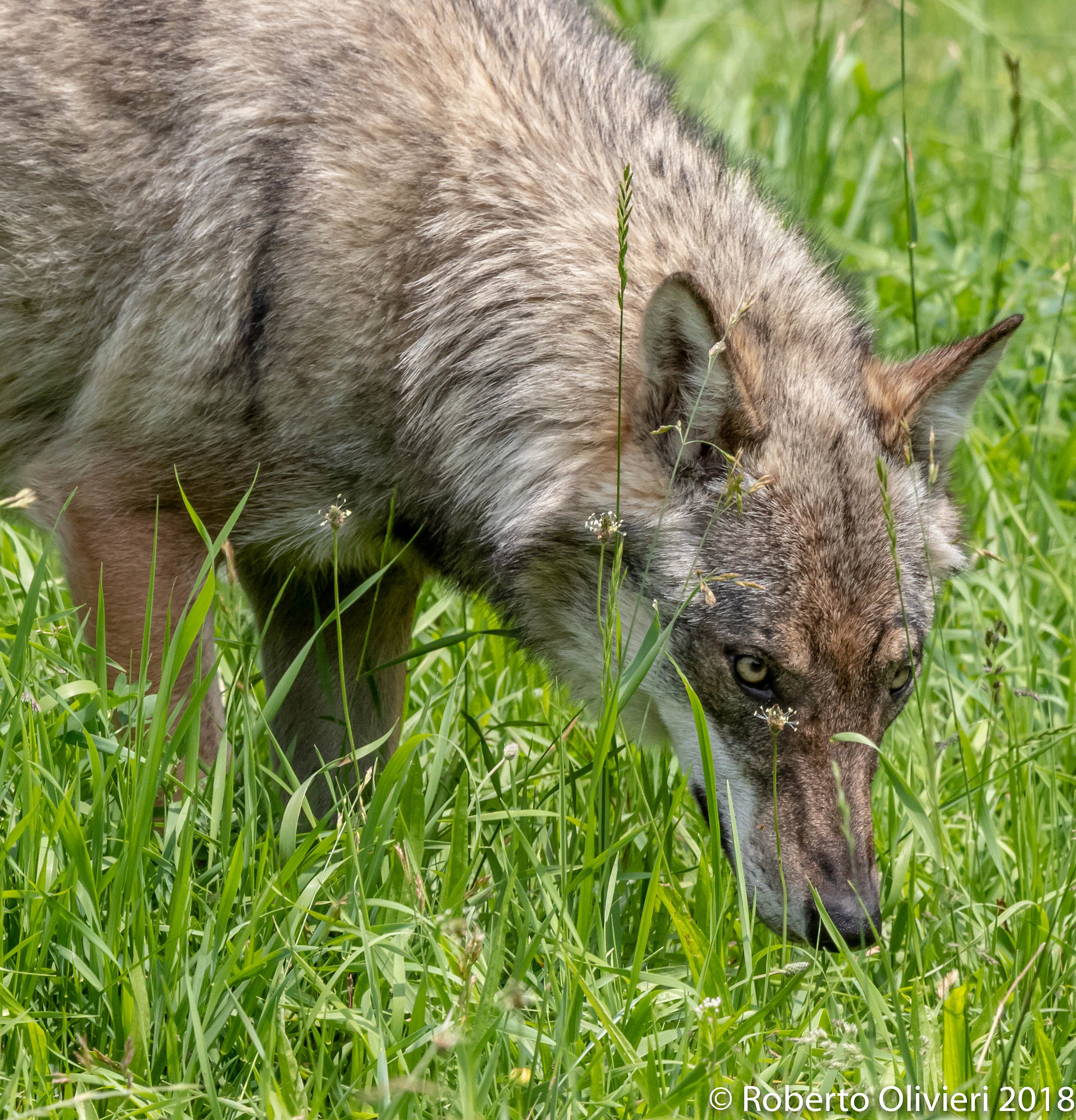 Lupo appenninico (Canis Lupus Italicus)