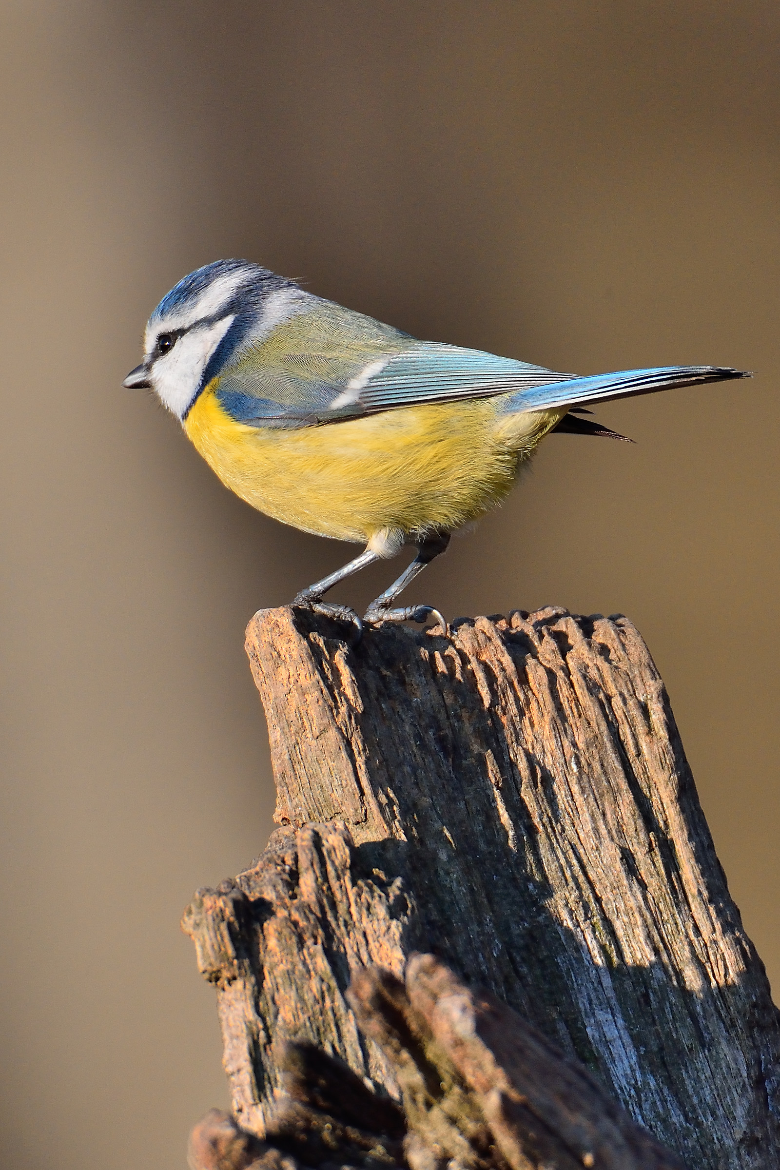 Cinciarella al Tramonto