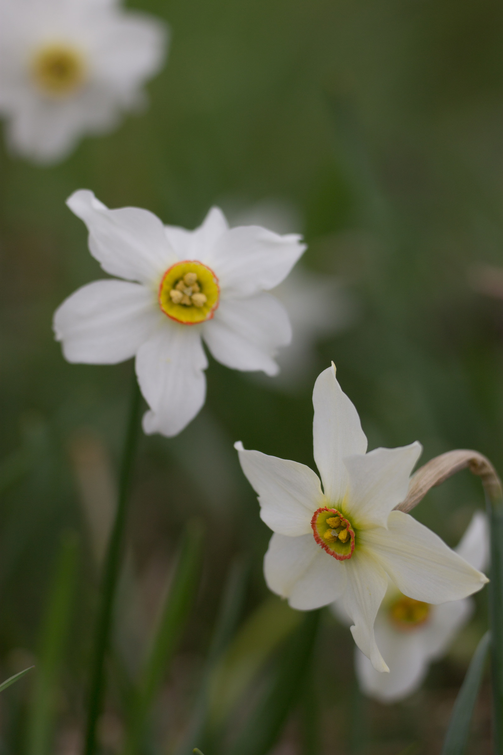 Wild Narcissus