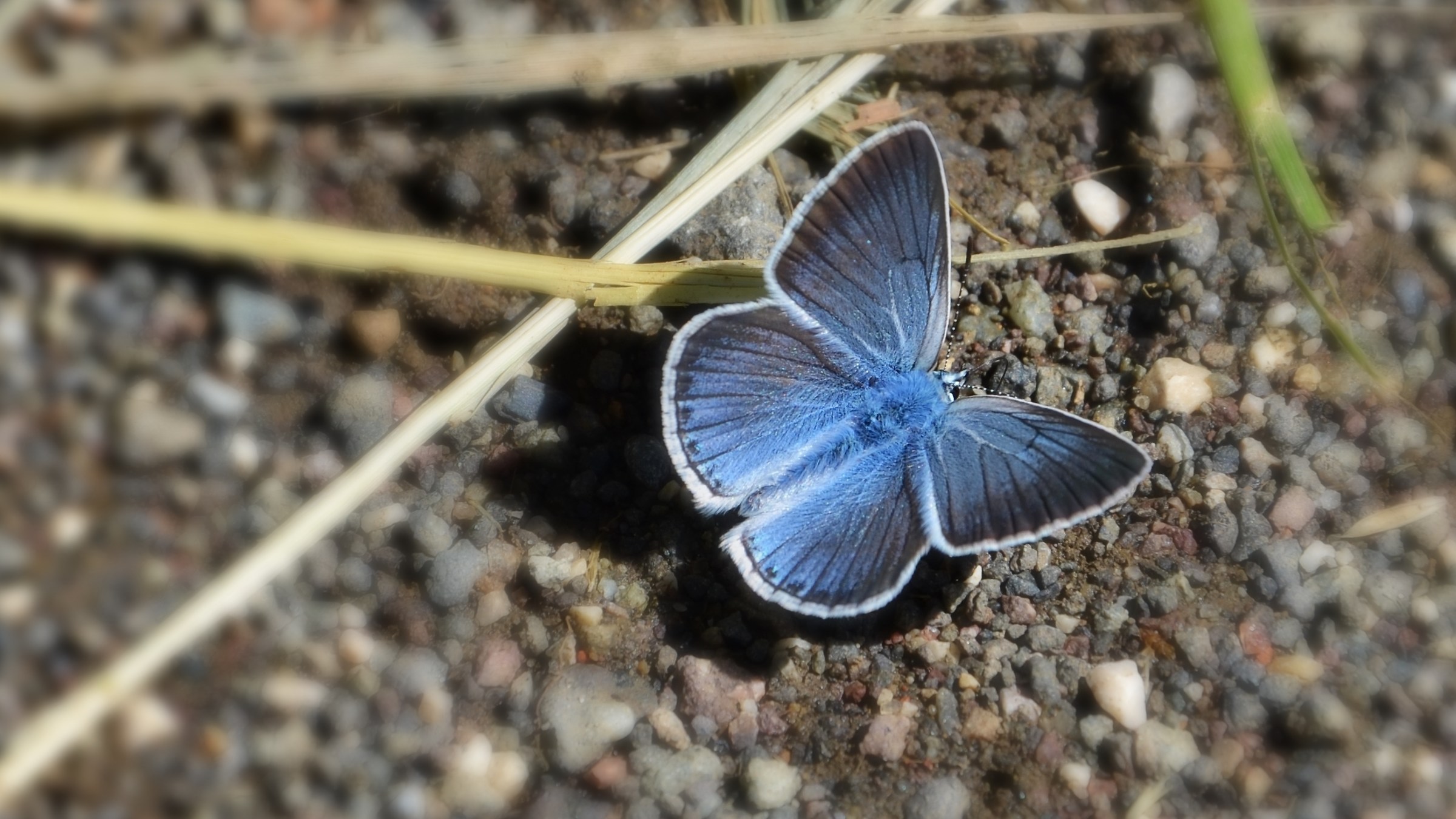 Blue Butterfly