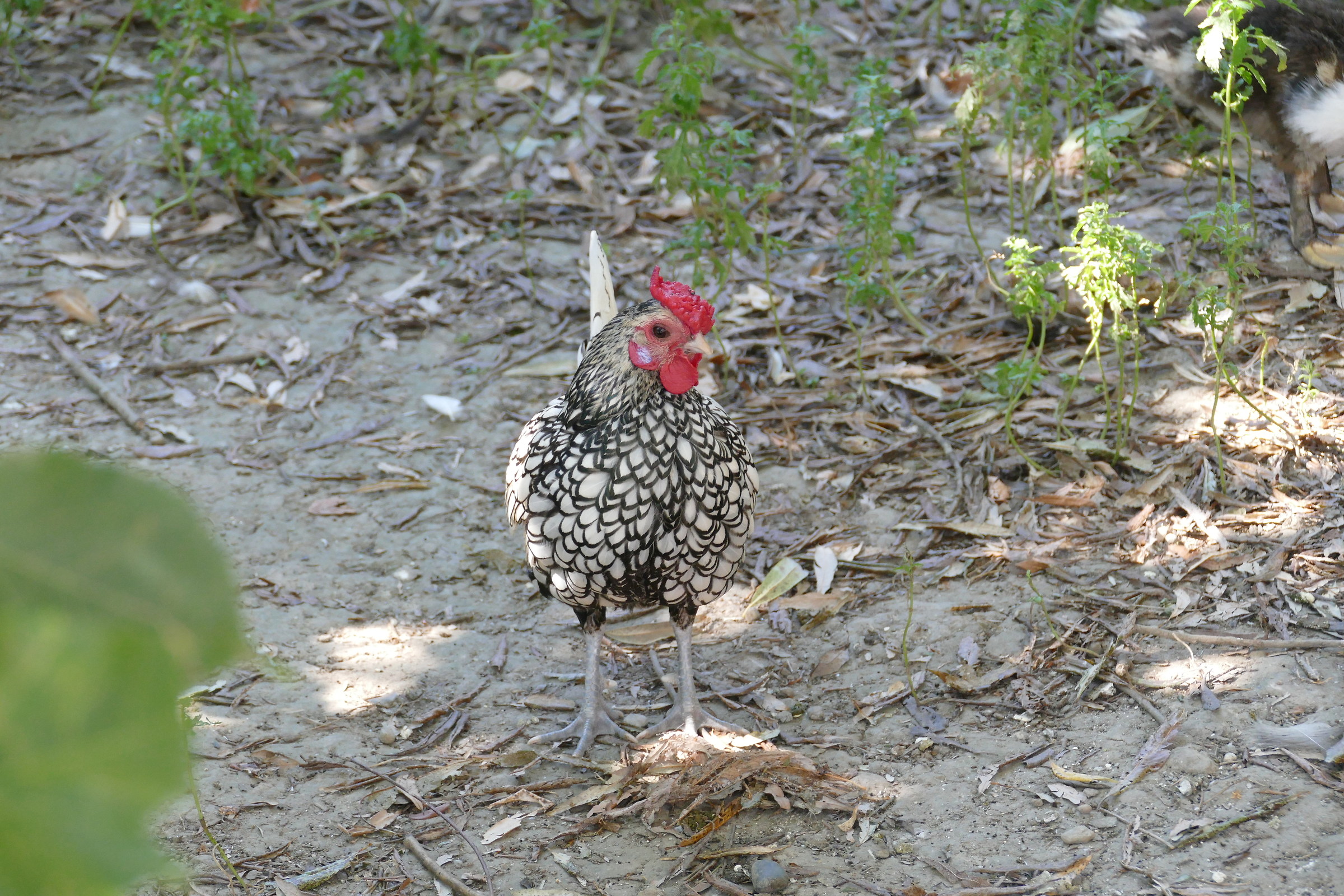 gallina ornamentale wyandotte